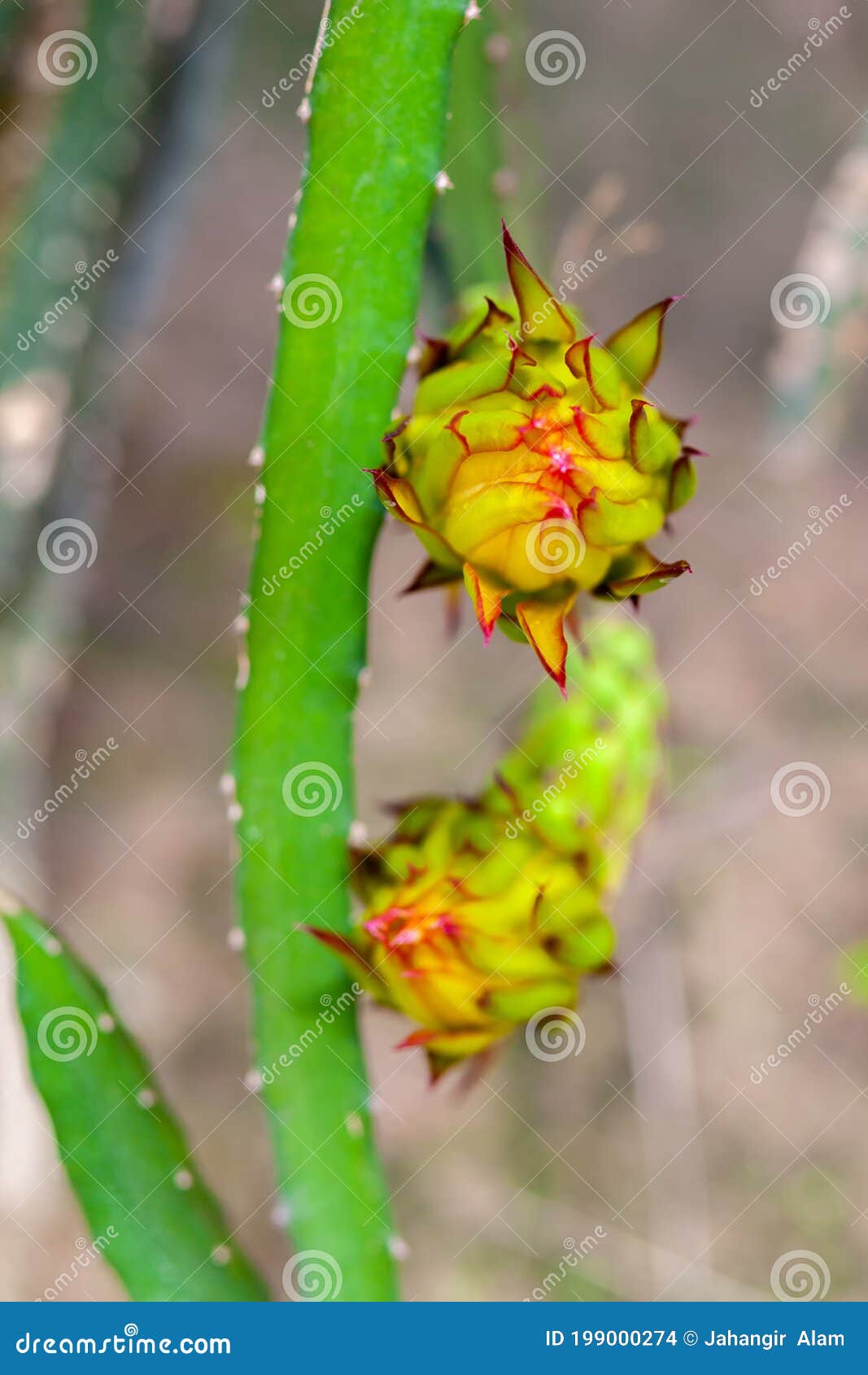 An Unripe Dragon Fruit Bud Hanging on a Tree Stock Photo Image of