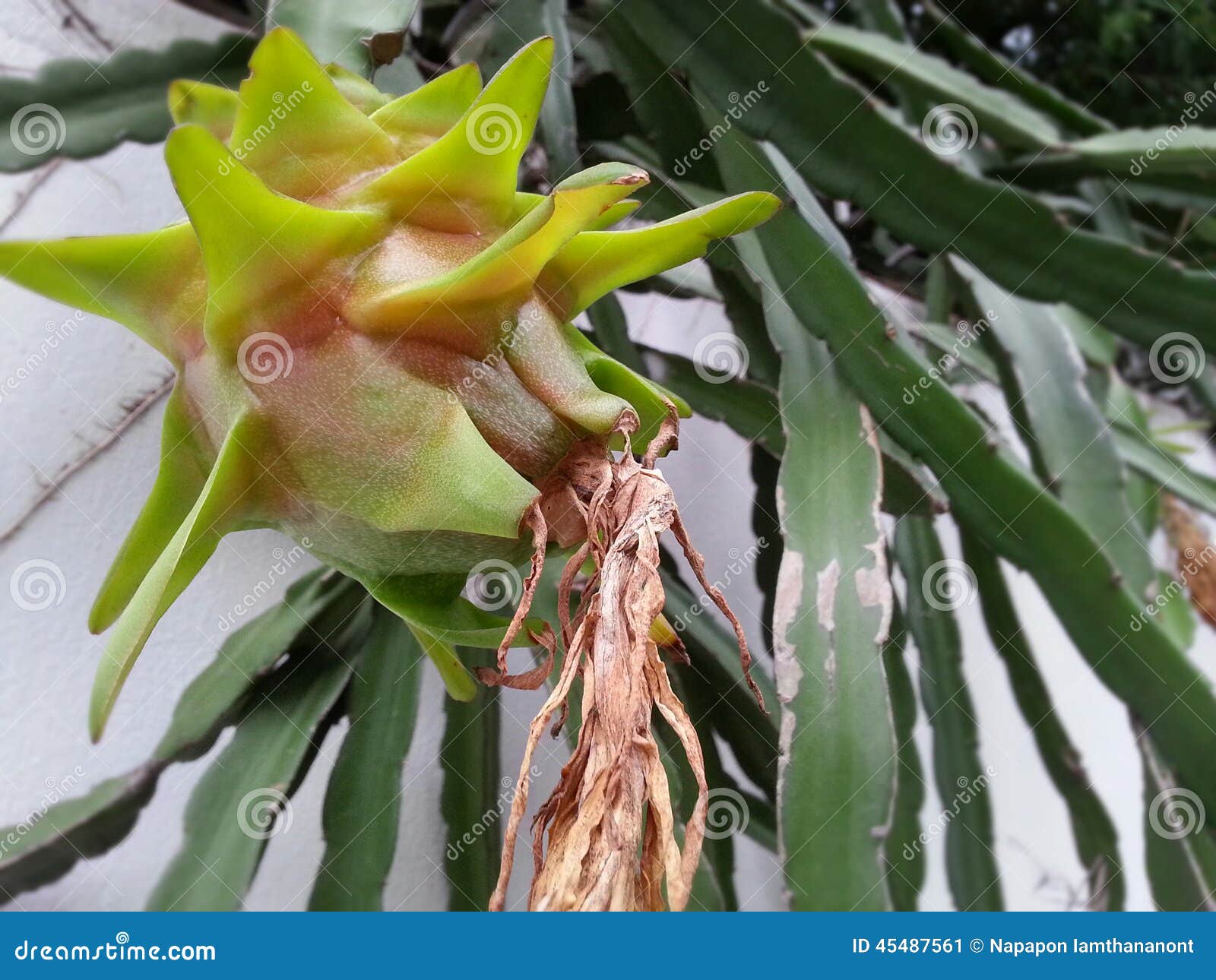 Ένα unripe dragonfruit που κρεμά κάτω από τον τοίχο