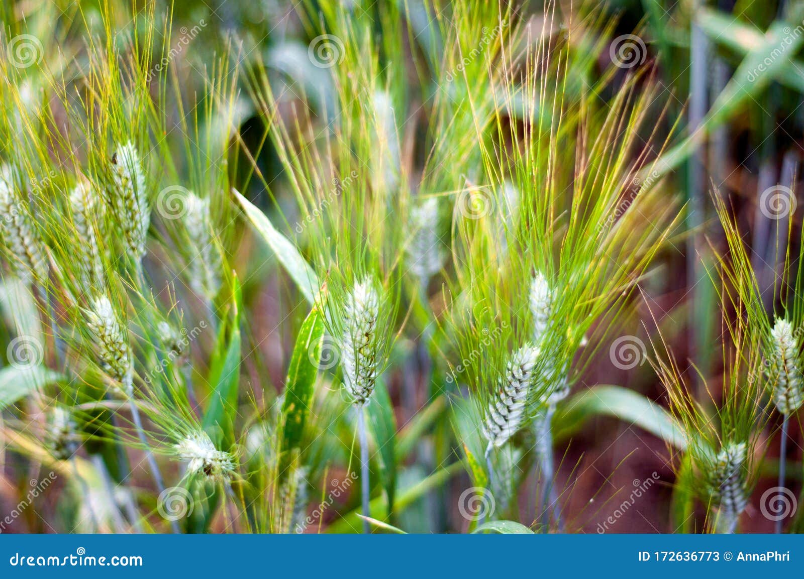 Unripe ear of wild cereals stock image. Image of golden 172636773