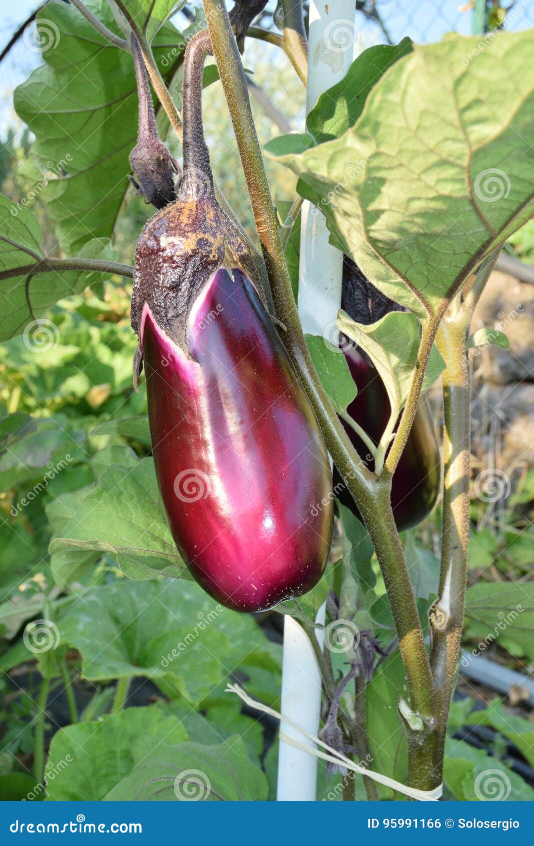 Unripe eggplant stock photo. Image of eggplant, diet 95991166