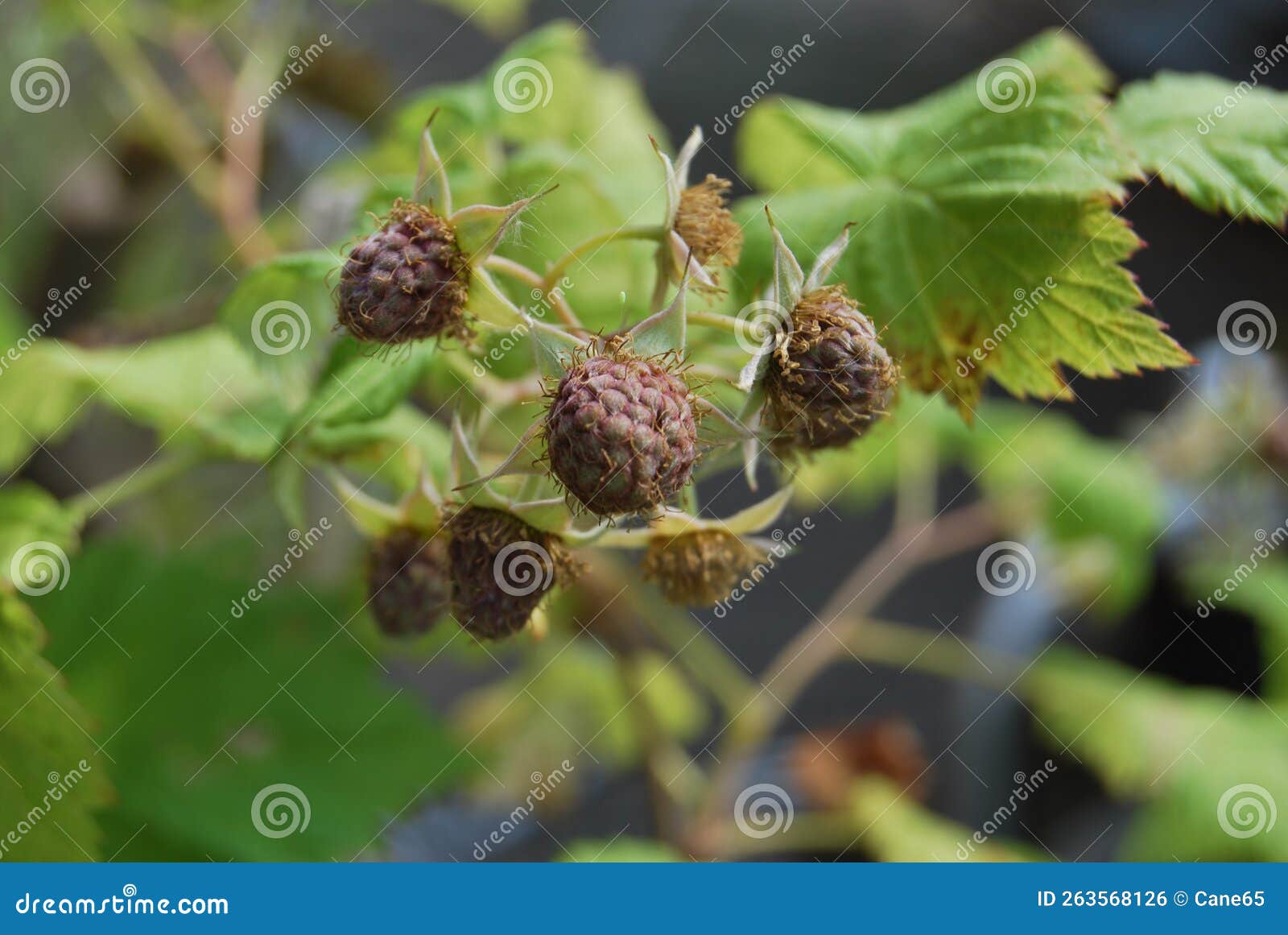 unripe fruits of a raspberry (rubus idaeus)