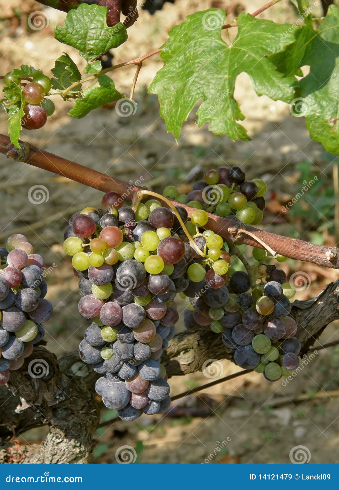unripe grapes