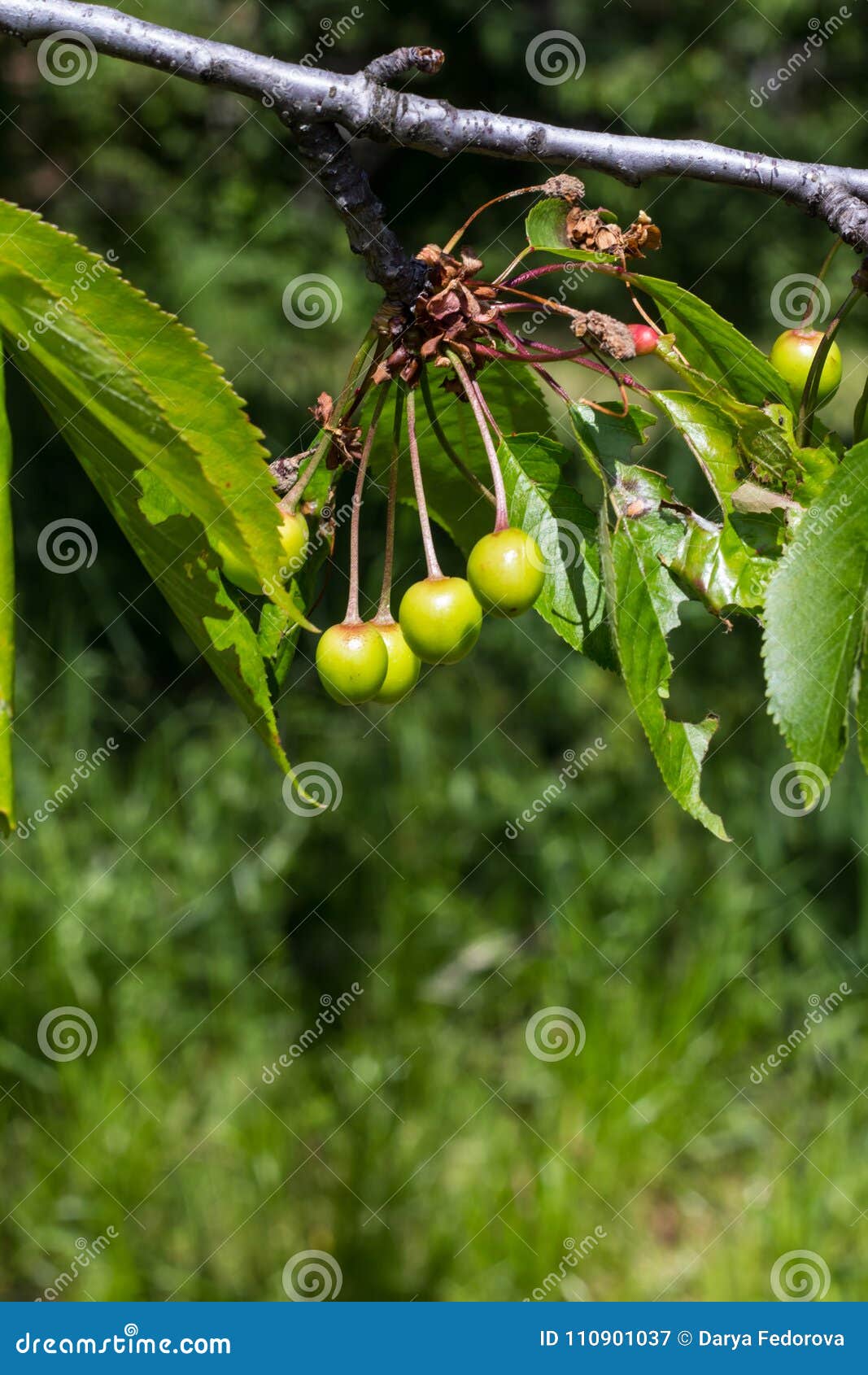 Unripe Green Cherries on Cherry Tree Branch in Summer Park Stock Image
