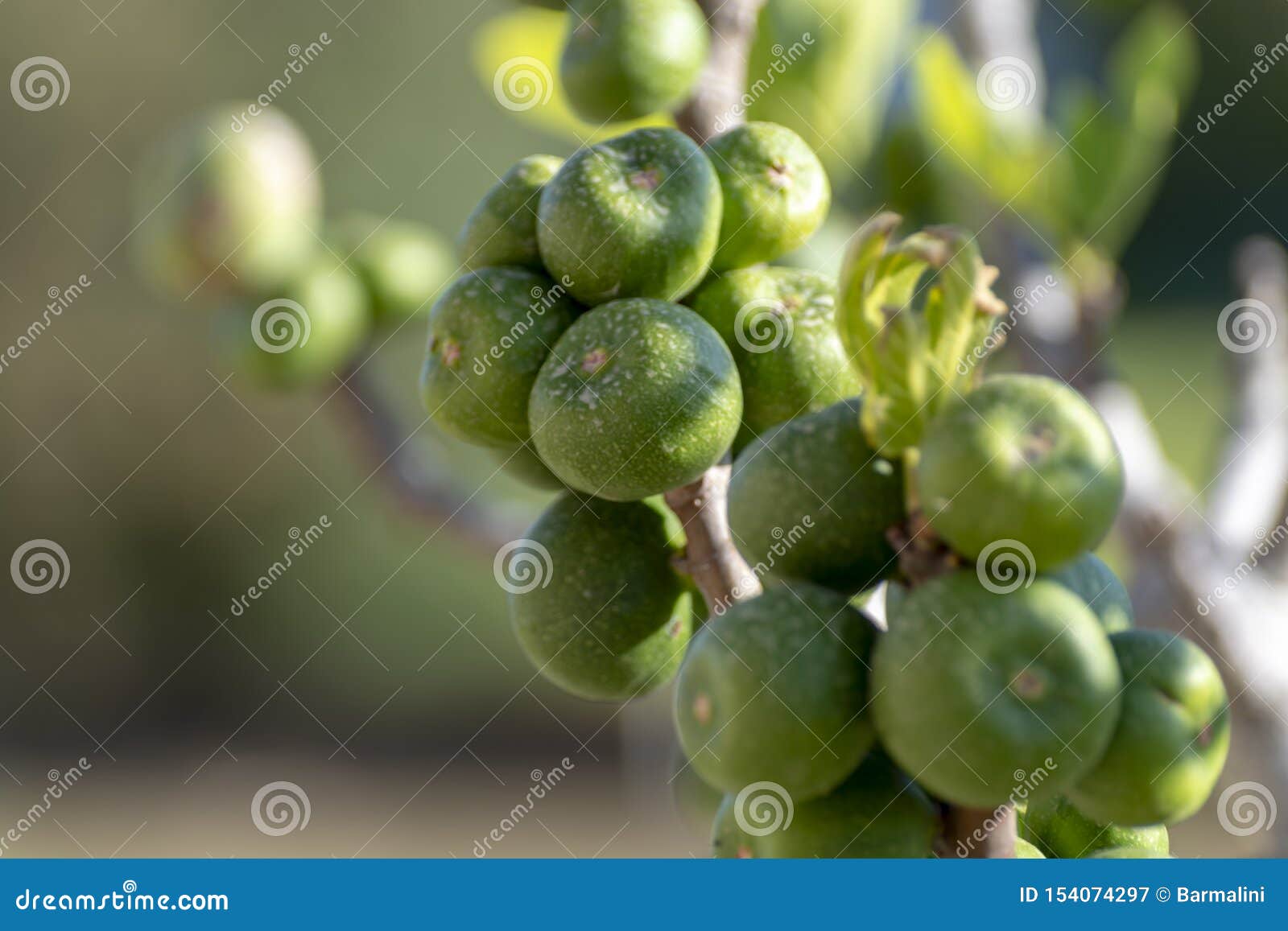 unripe figs dropping off tree
