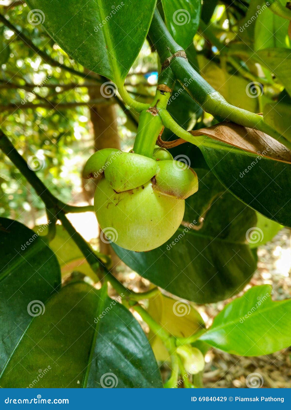 Unripe and Green Fruit Mangosteen Stock Image Image of food