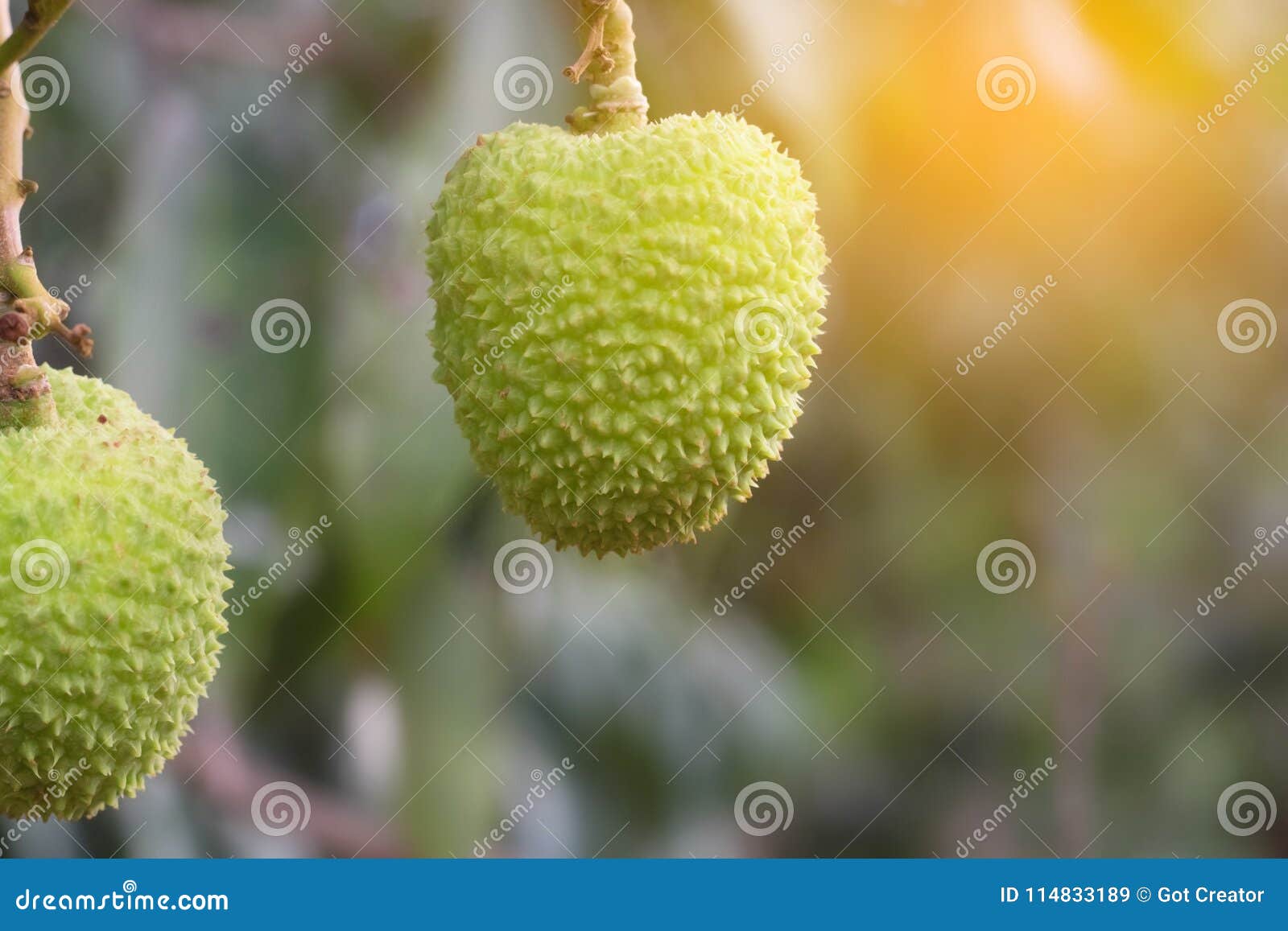 Unripe Green Lychee Hanging From A Lychee Tree. Fresh ...