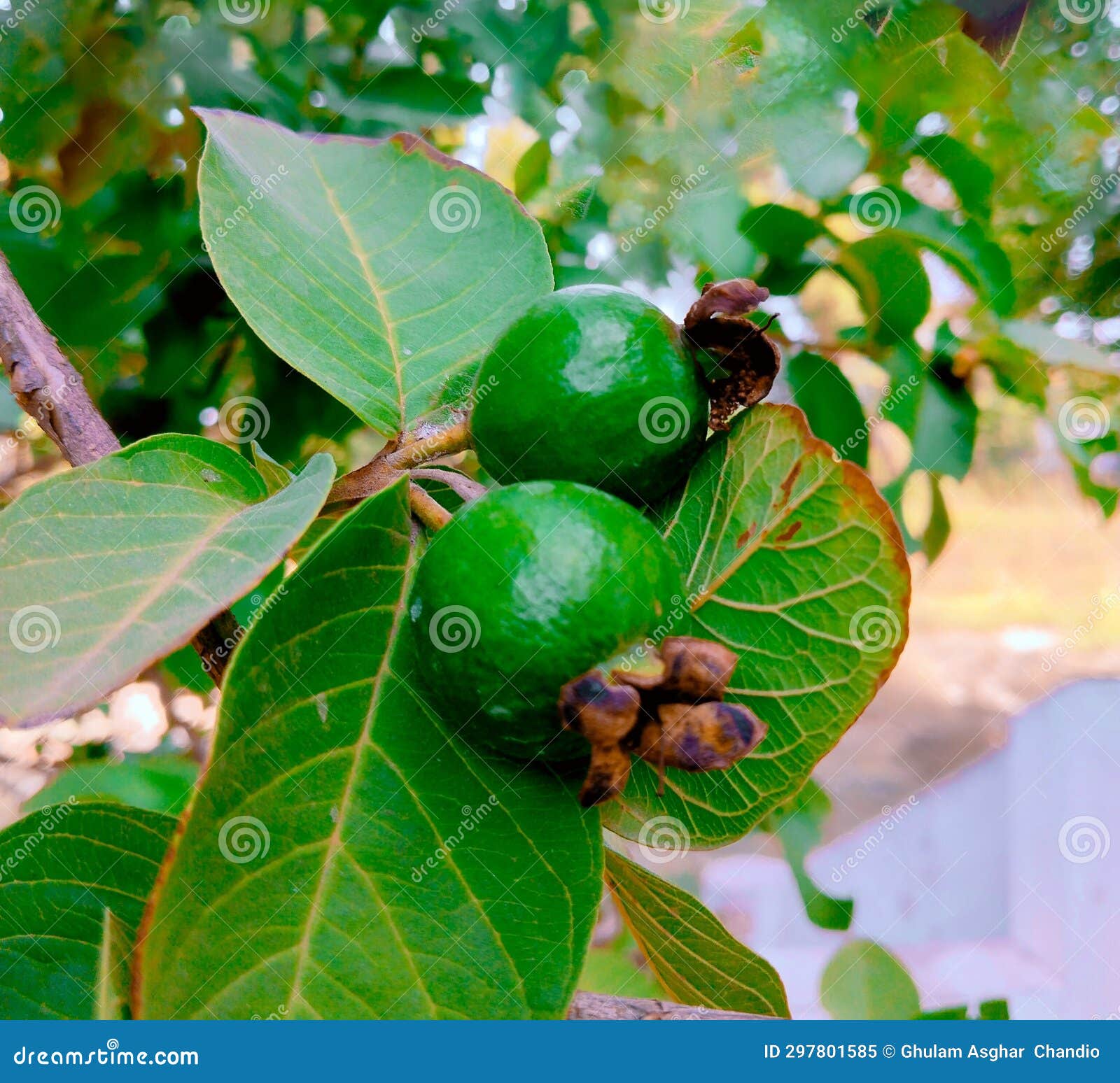 unripe guava fruit on guava-tree branch green goiabaverde guayaba unreife guave verde goyave nonmure amrood  sidium guajava photo