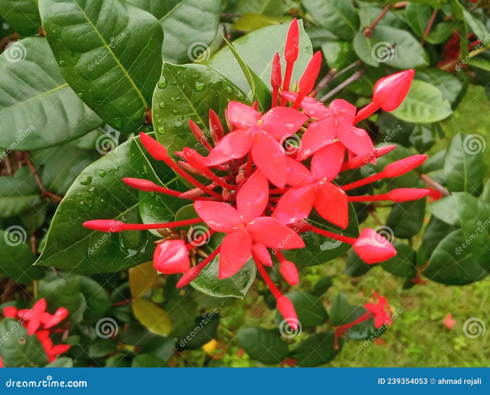 Unripe Jackfruit on the Tree Stock Image Image of flowerred, flower