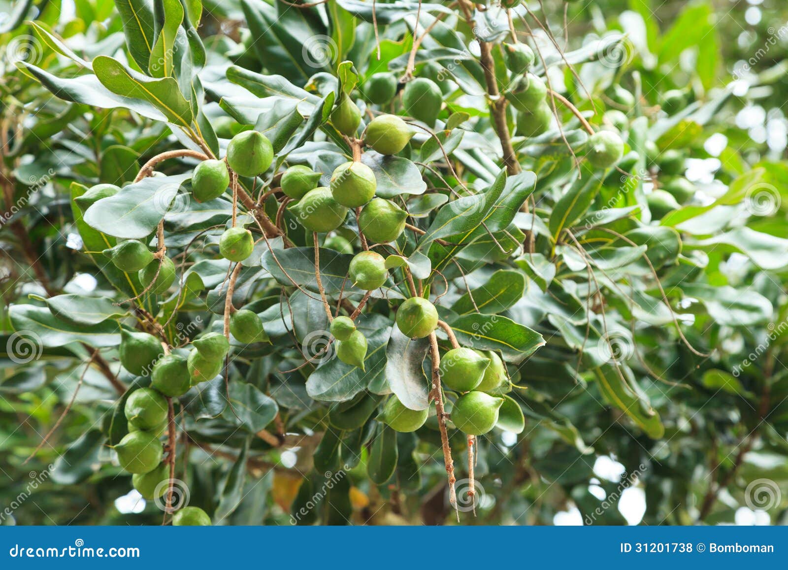 unripe macadamia nuts hanging on tree