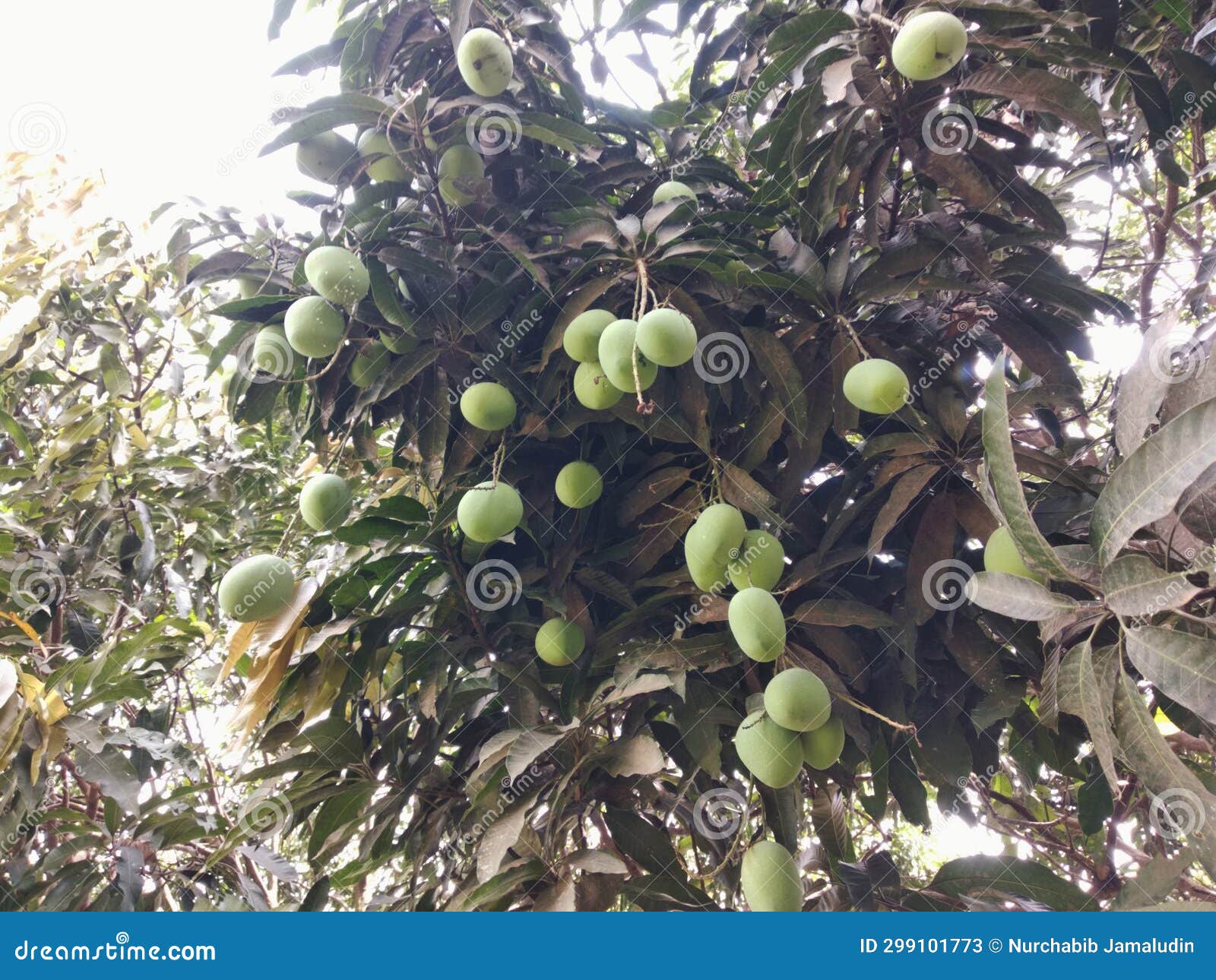Unripe mangoes on the tree stock image. Image of health 299101773