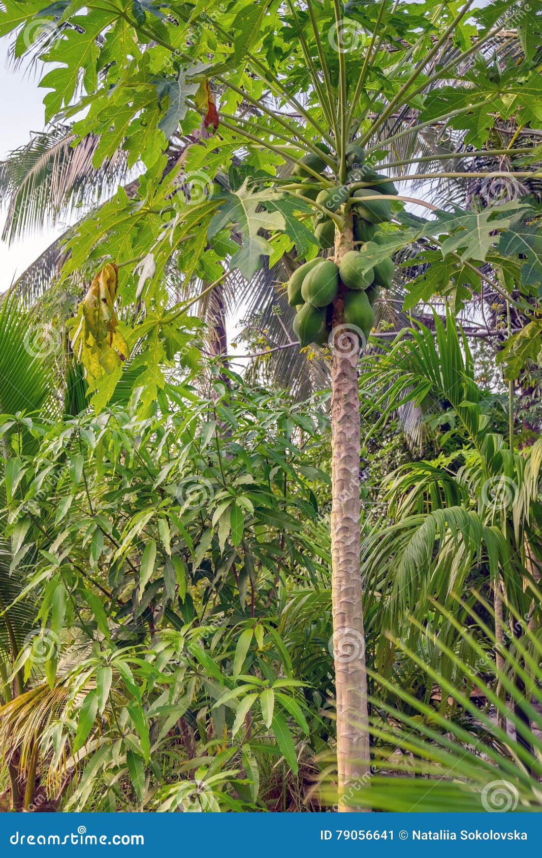 Unripe Many Green Papayas on Tree Stock Image - Image of canaria ...