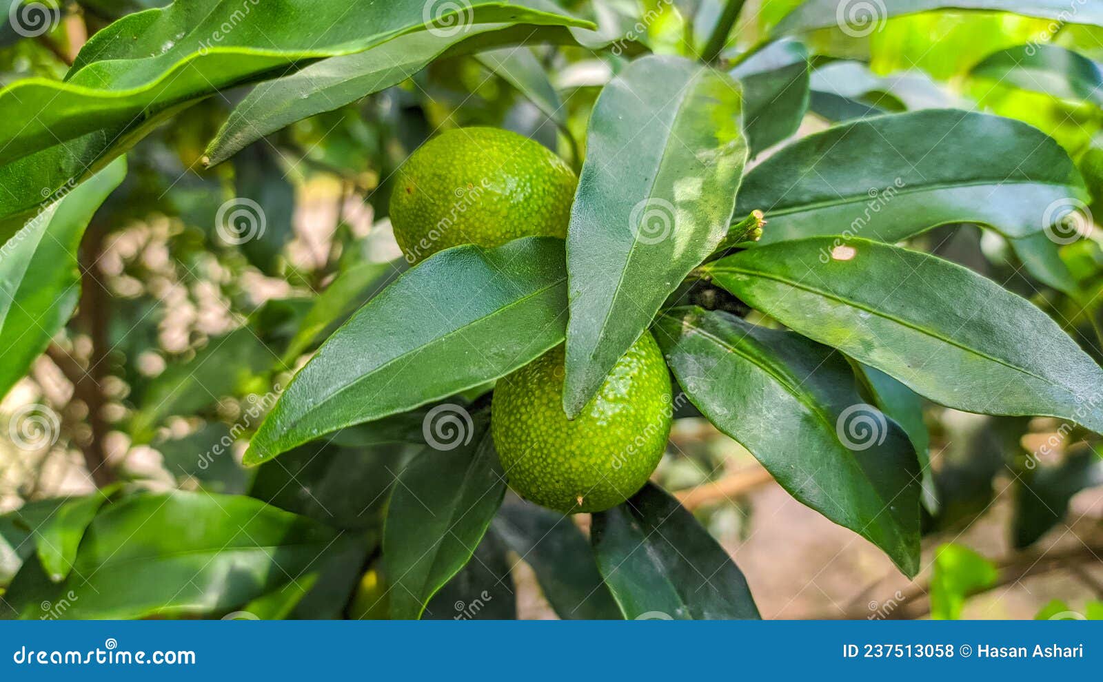 Unripe Nagami Kumquat Fruit on the Tree Stock Photo Image of leaf