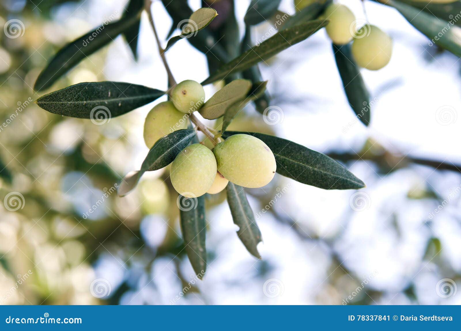 Unripe olives on a branch stock image. Image of bush 78337841