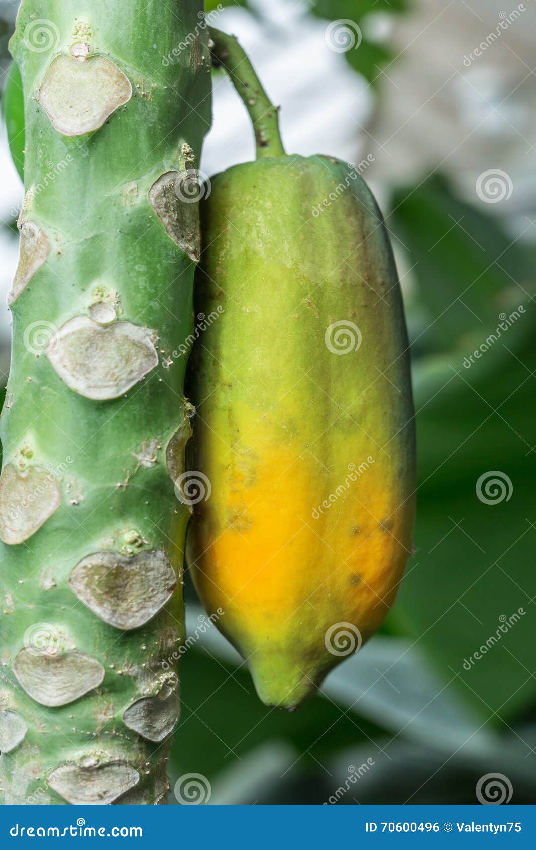 Unripe Papaya Fruit on a Tree. Stock Photo Image of papaw, fruit