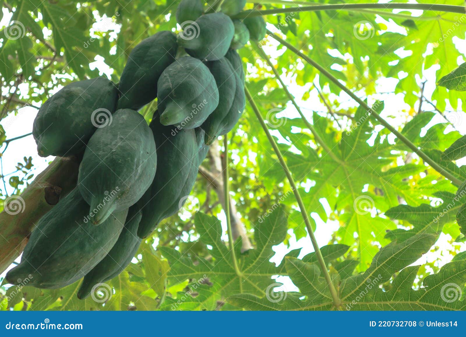 unripe papayas tree green background