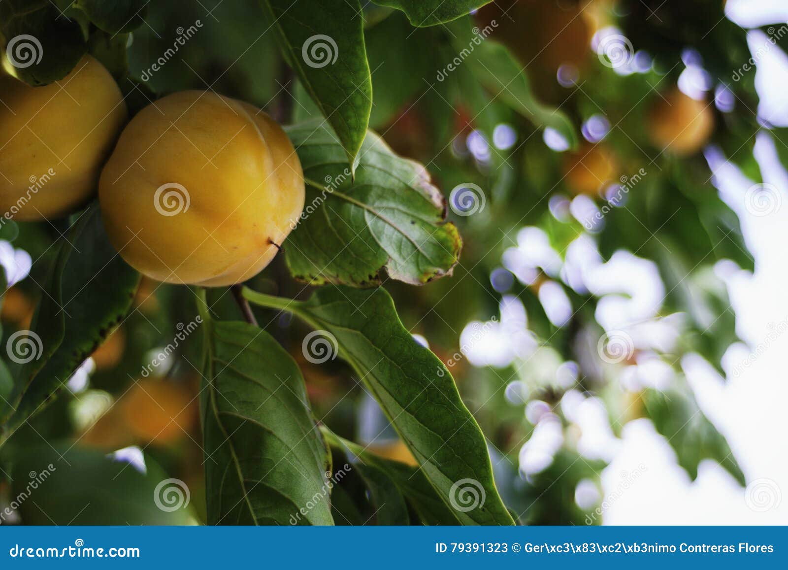 unripe persimmon and fresh green leaves