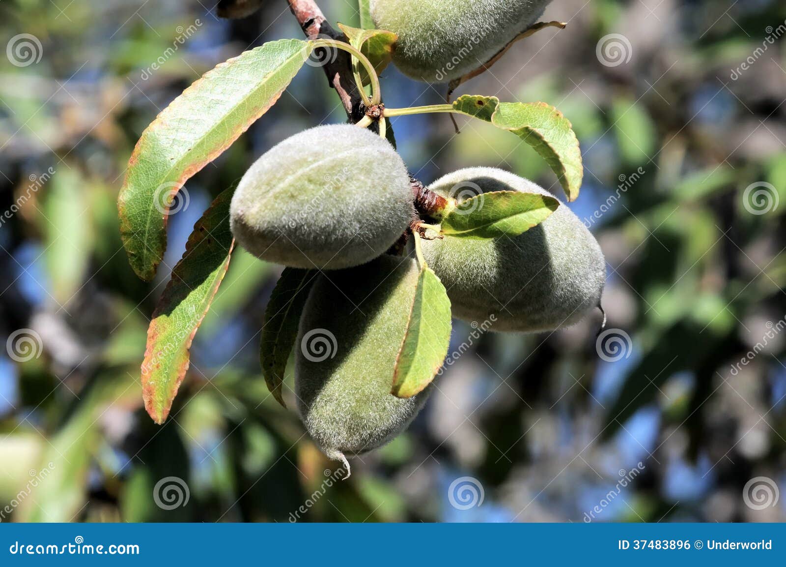 Unripe Prune stock photo. Image of purple, fructose, agricolture 37483896