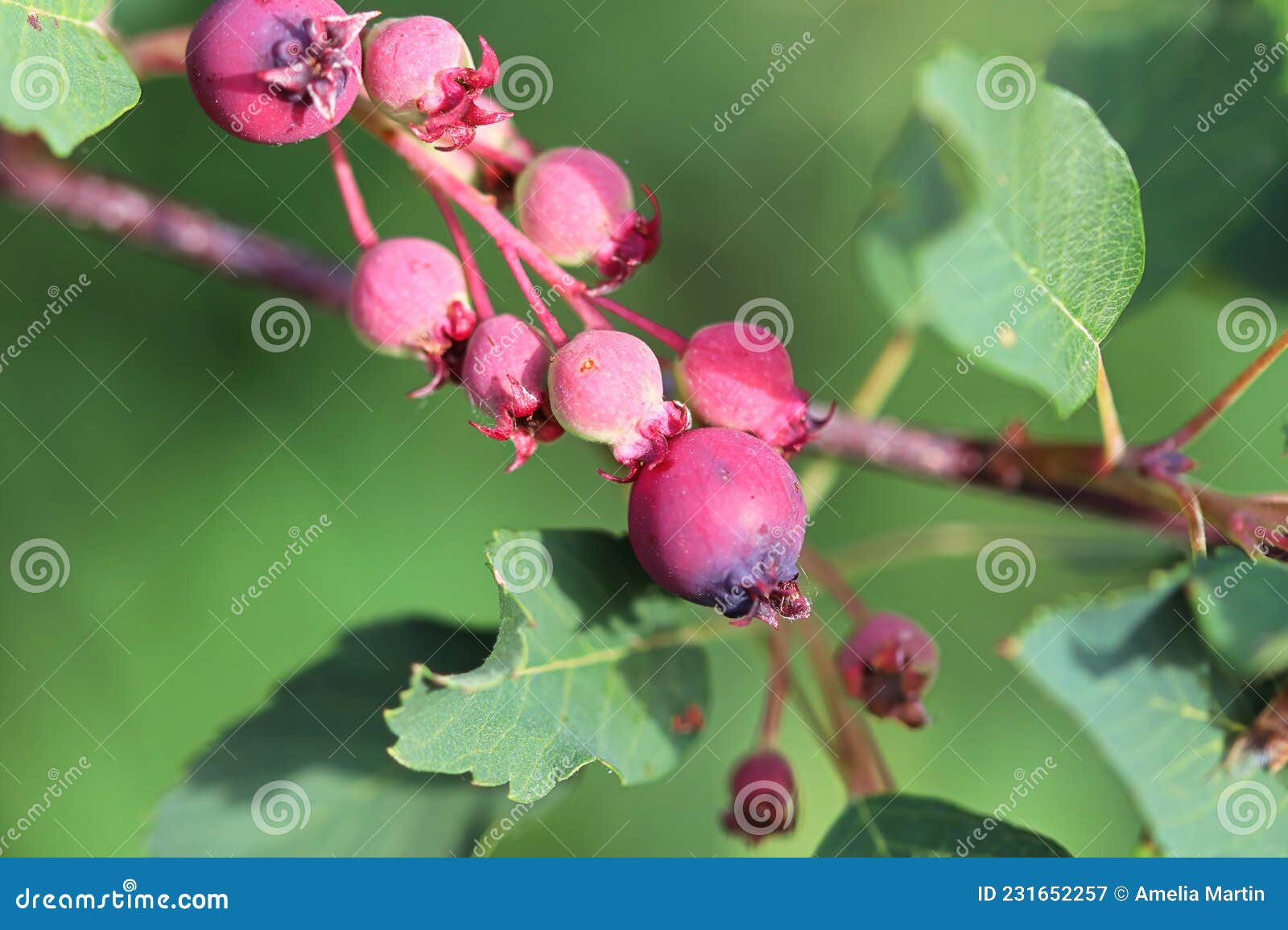 Unripe Saskatoon Berries on a Tree Branch Stock Image Image of