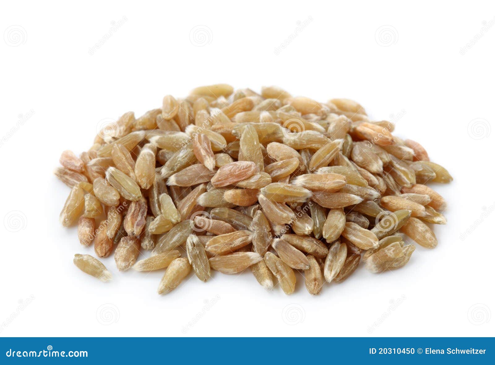 unripe spelt wheat