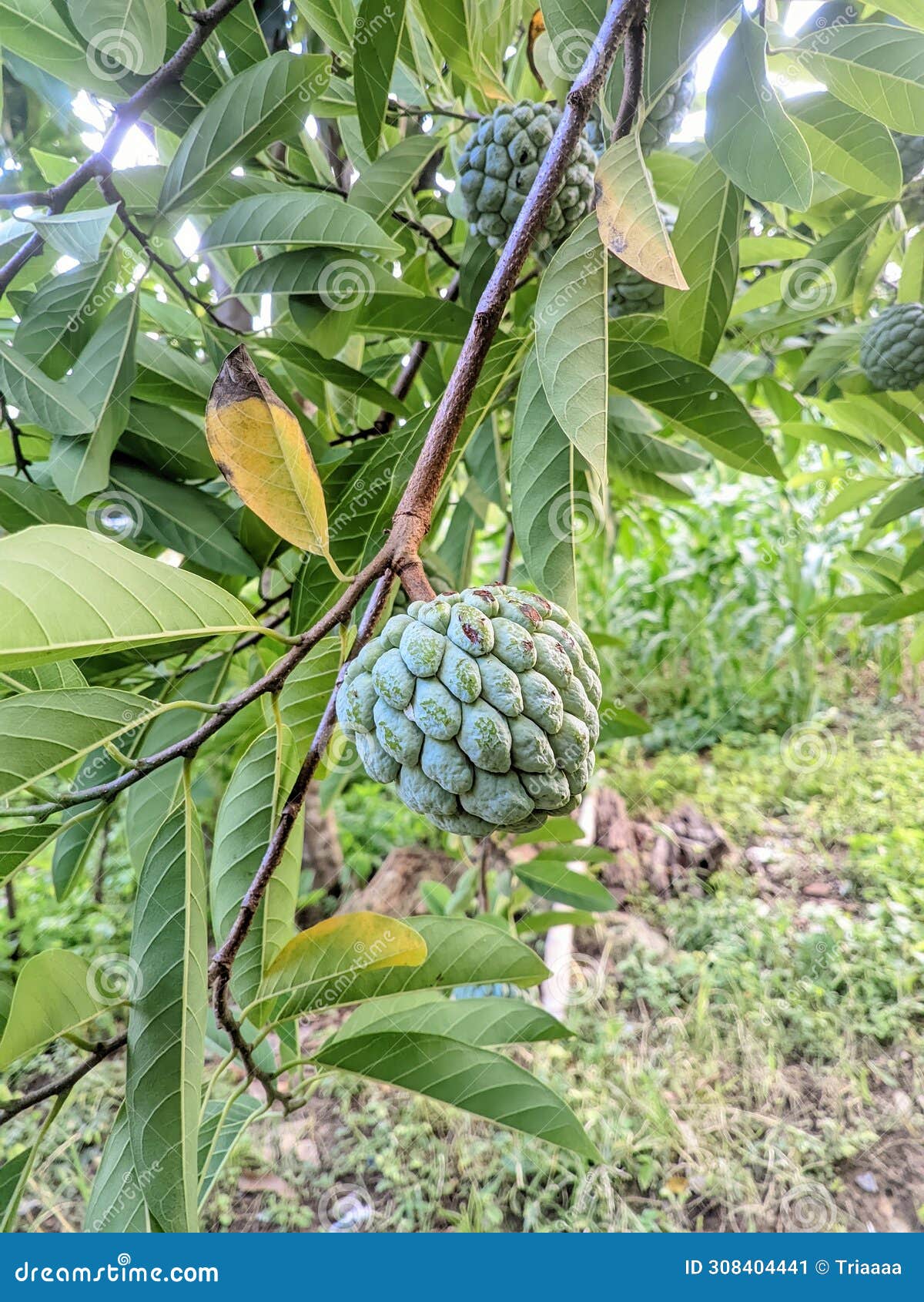 unripe srikaya fruit in the garden