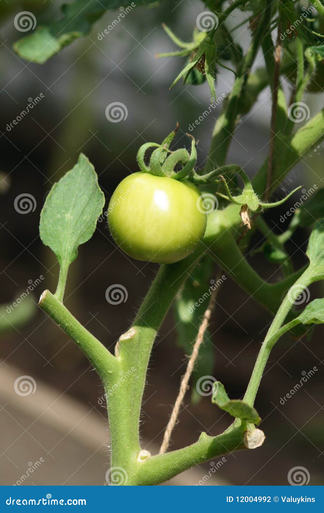 Unripe tomato stock photo. Image of conservatory, plant 12004992