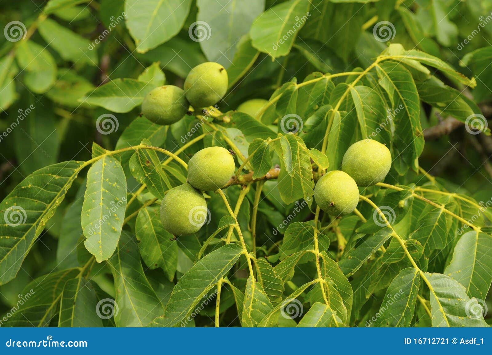 Unripe walnuts stock image. Image of close, closeups 16712721