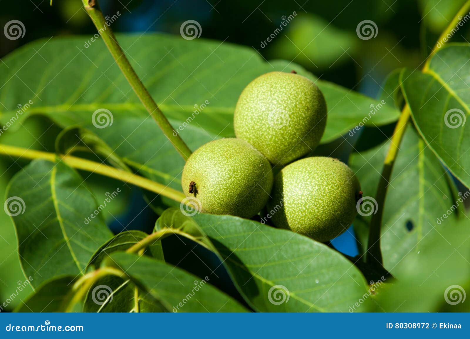 Unripe walnuts. walnut stock photo. Image of close, closeup 80308972