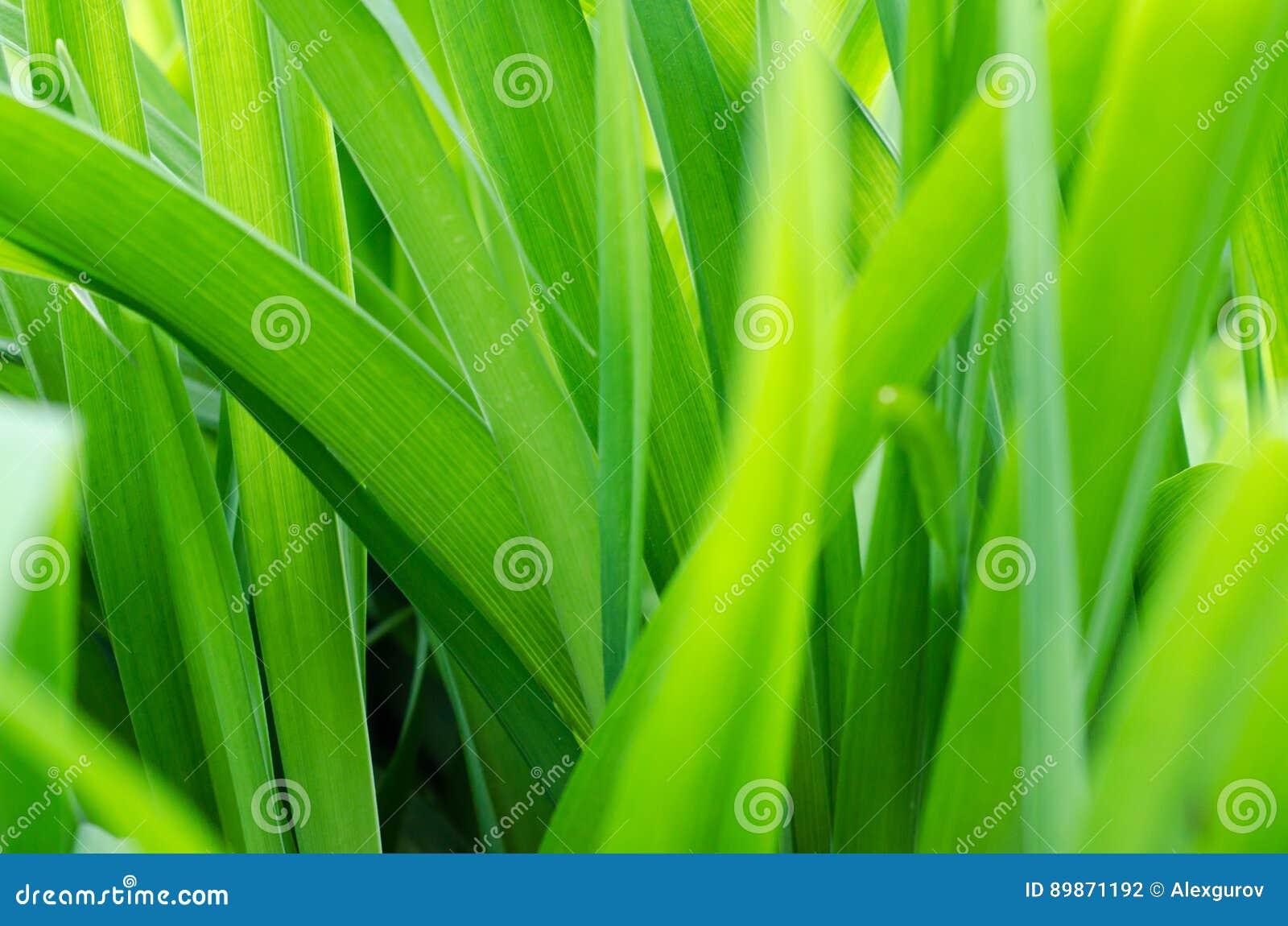 Unscharfer Hintergrund mit grünem Gras. Unscharfer Hintergrund mit frischem grünem Gras