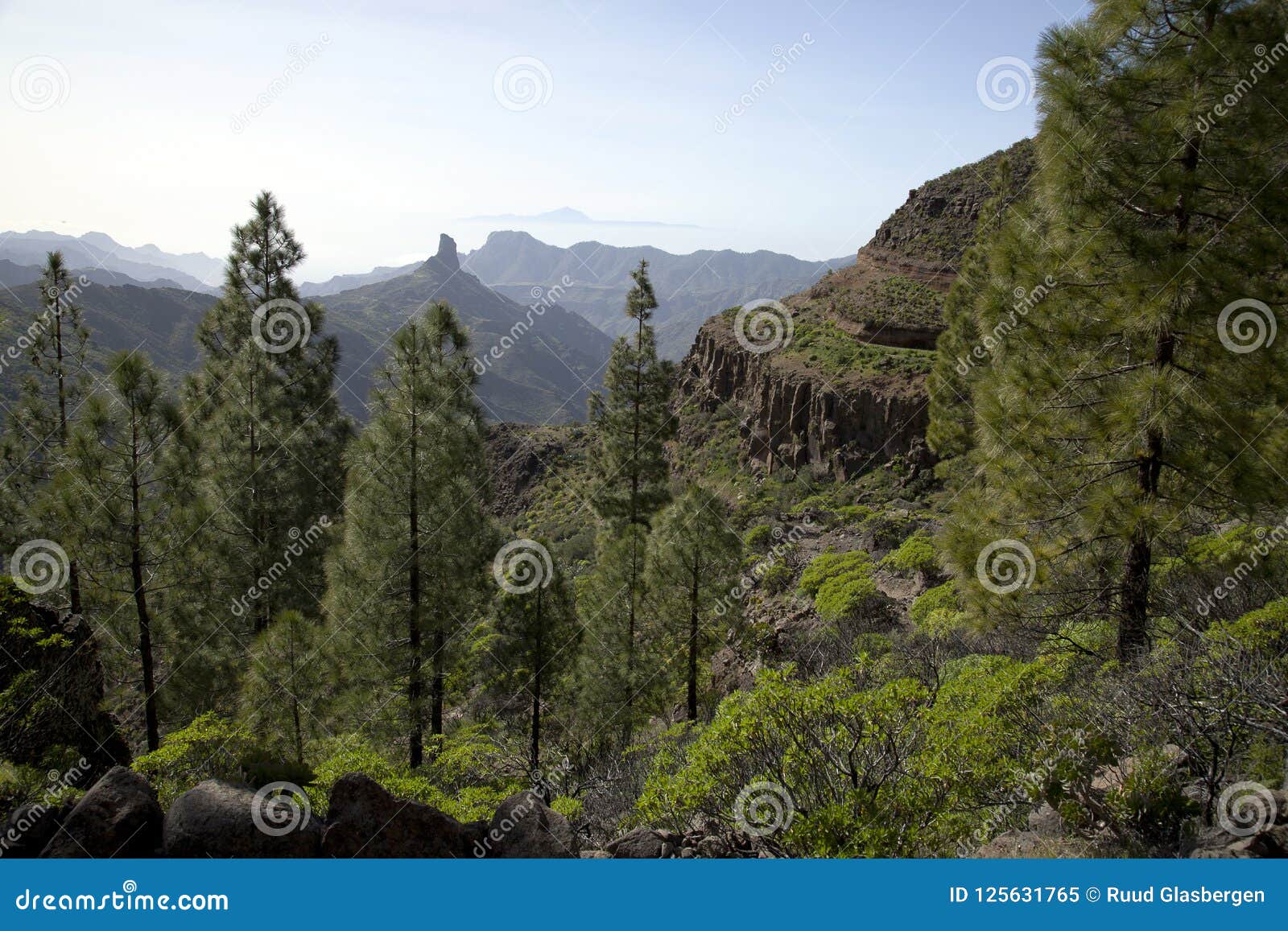 Stunning Nature in the Forrest of Gran Canaria, Canary Island Under Spanish Flag Stock Image - Image of volcanism, canaria: