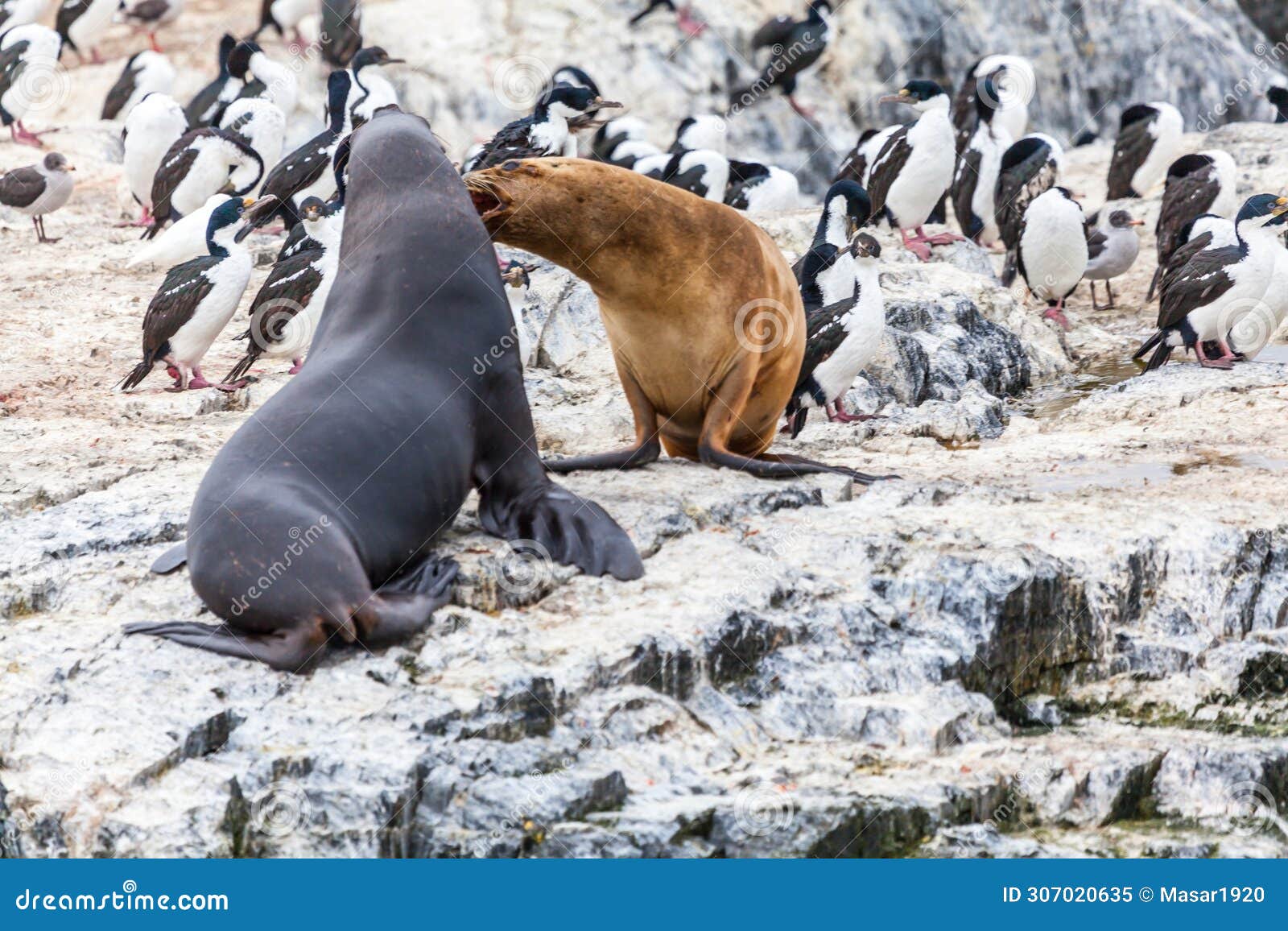 unspoilt, wild nature in patagonia in the beagle channel