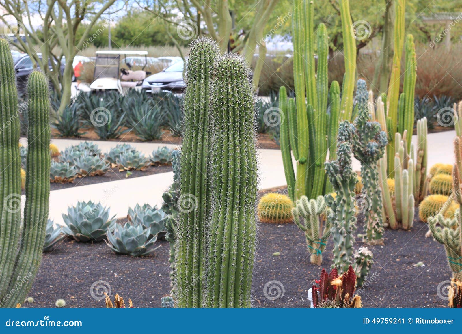 Unterschiedliche Vielzahl Des Kaktus Stockbild   Bild von sorte ...