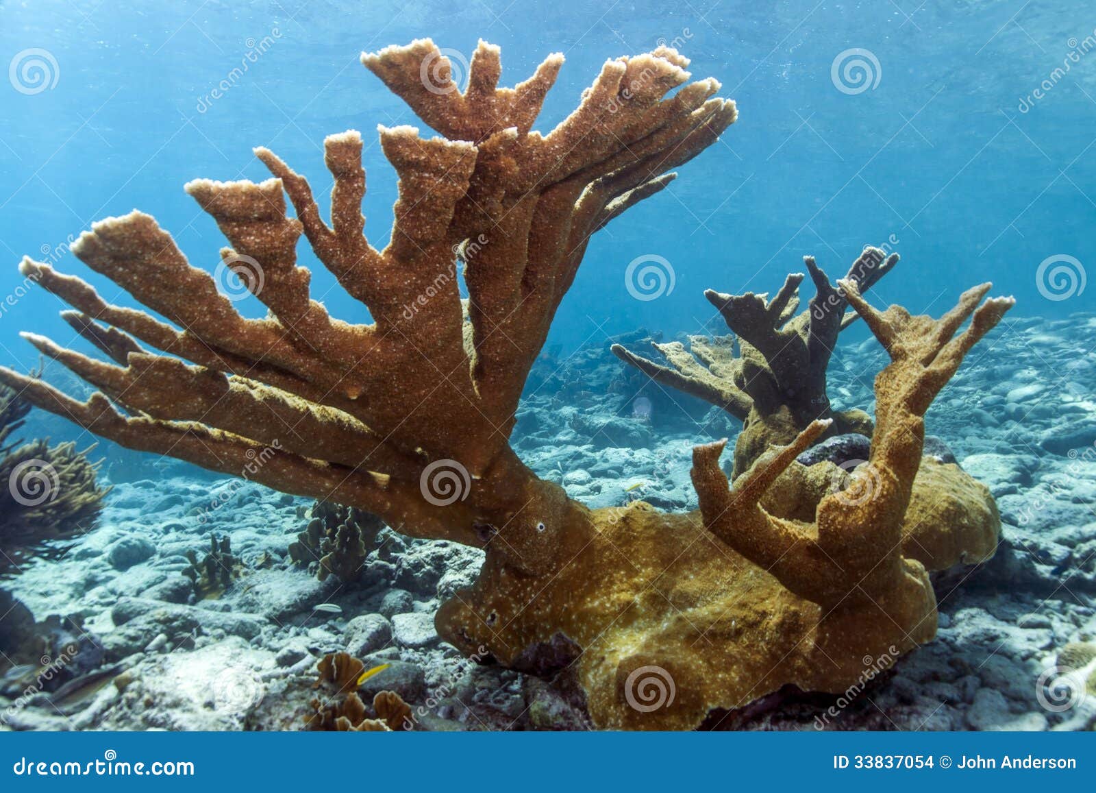 Unterwasserkorallenriff Elkhorn-Koralle (Acropora Palmata) Stockfoto ...