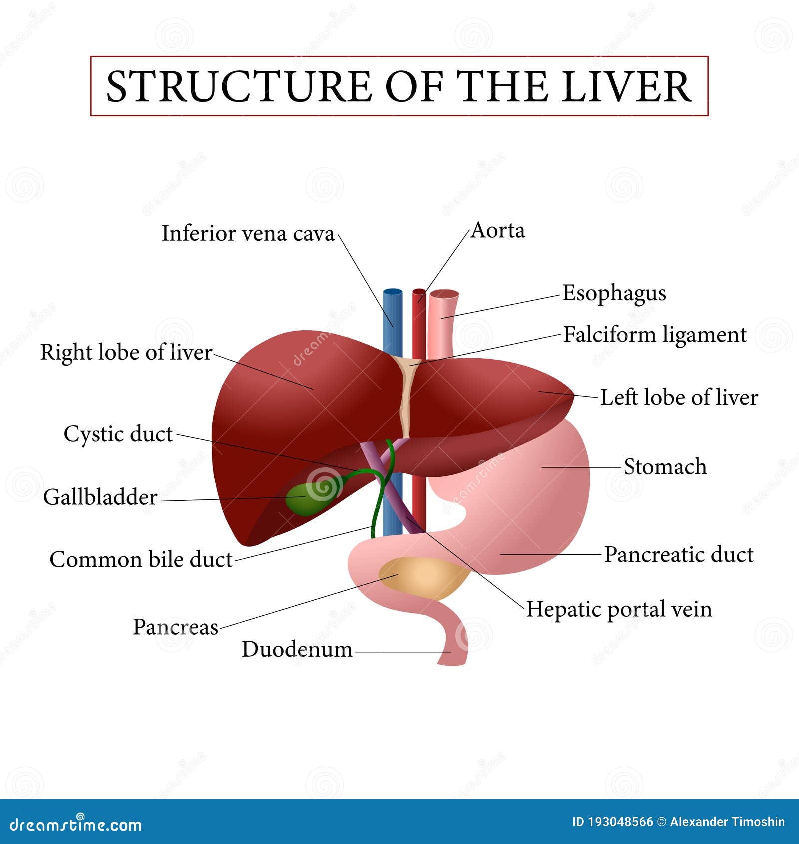 Diagram Of Liver Liver Anatomy Labeled Diagram Stock Illustration ...