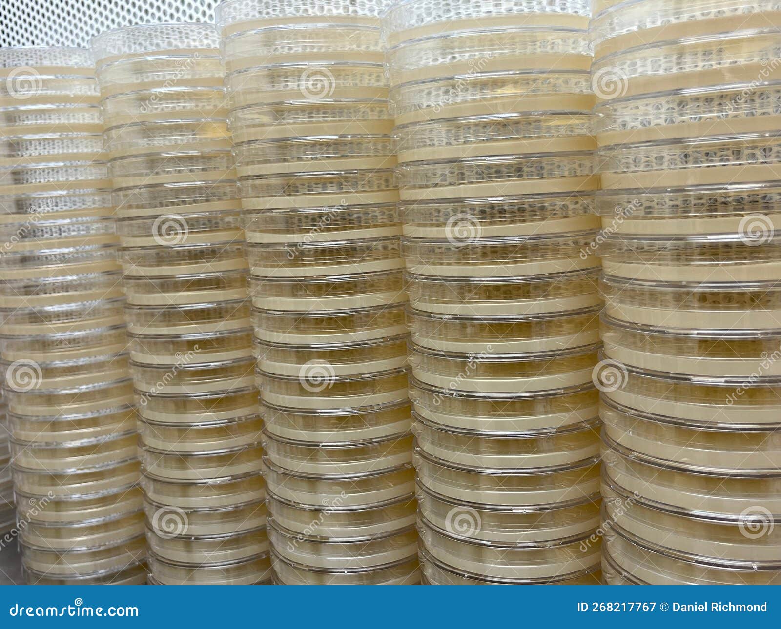 Prepoured Petridishes. Agar Plates for Lab Use Stock Image Image of mushrooms, plates 268217767
