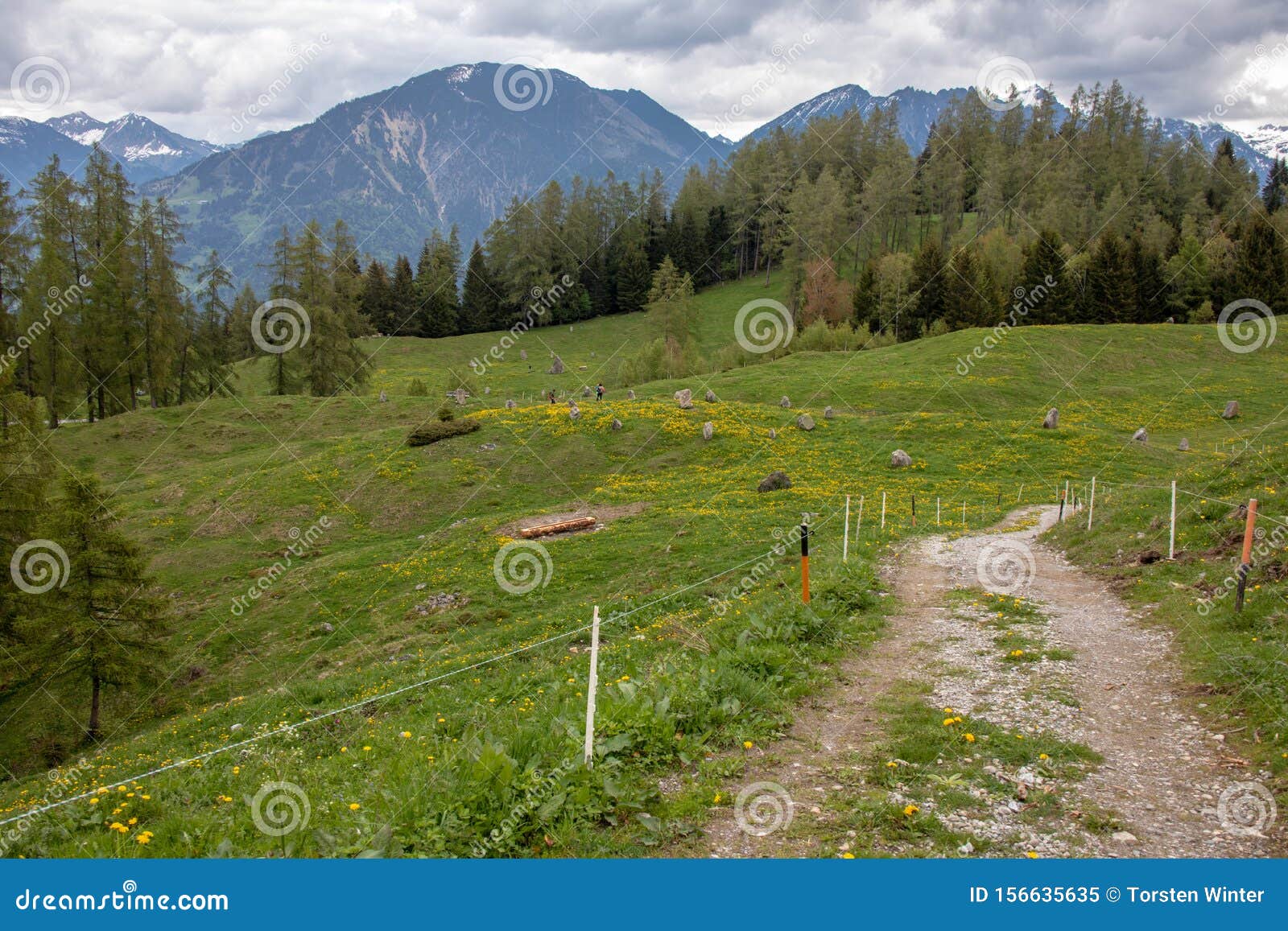 Untouched Landscapes In The Austrian Alps With Yellow Flowers On A