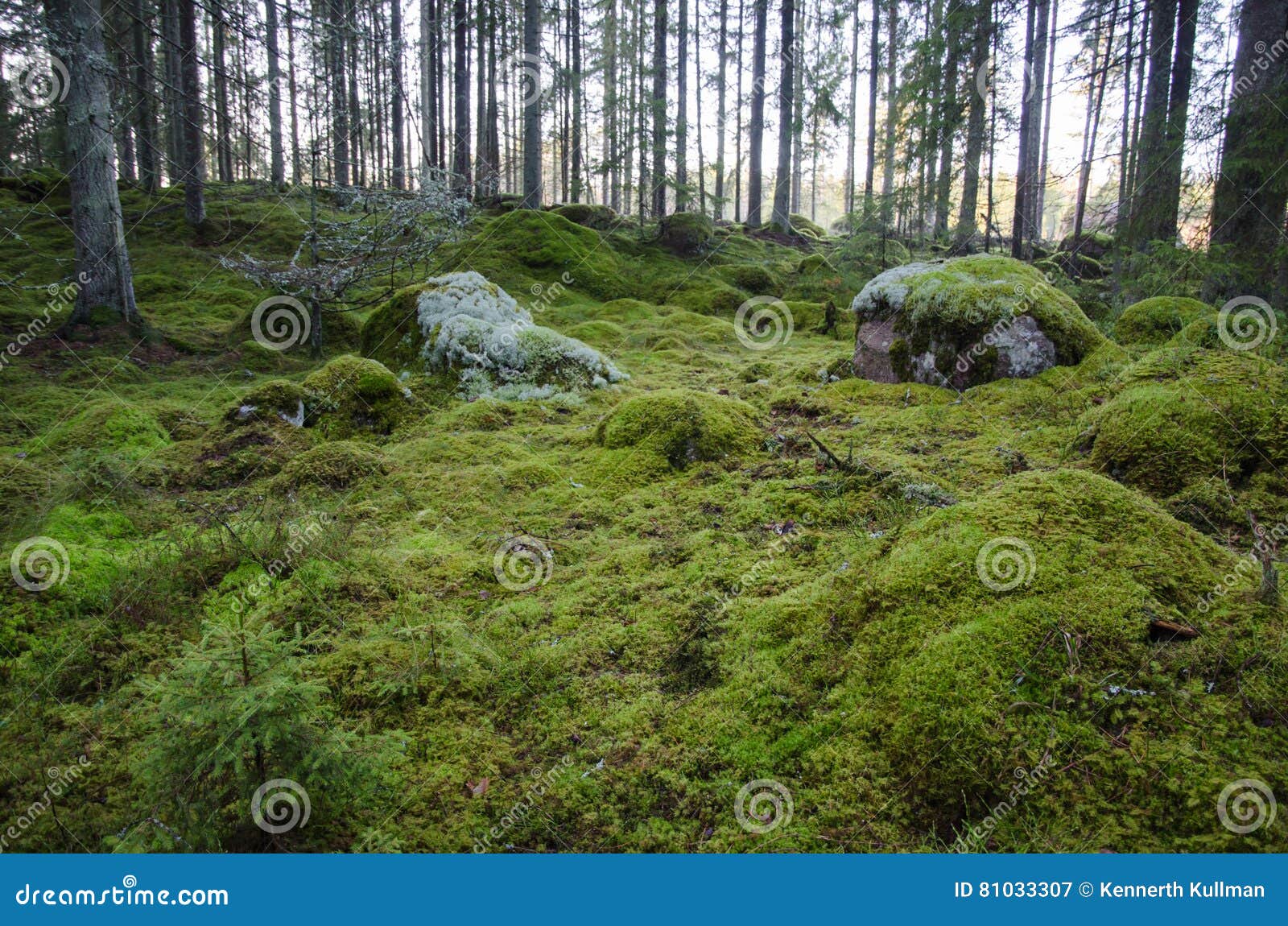 untouched and mossy forest ground