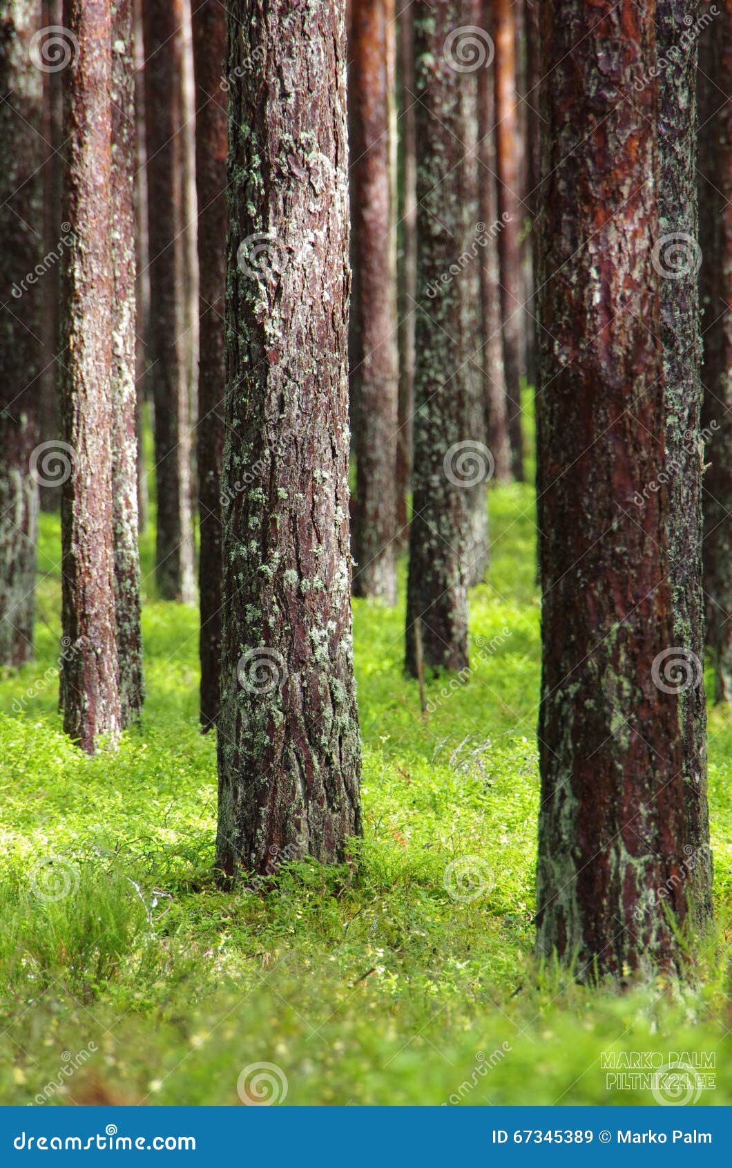 untouched pine forest