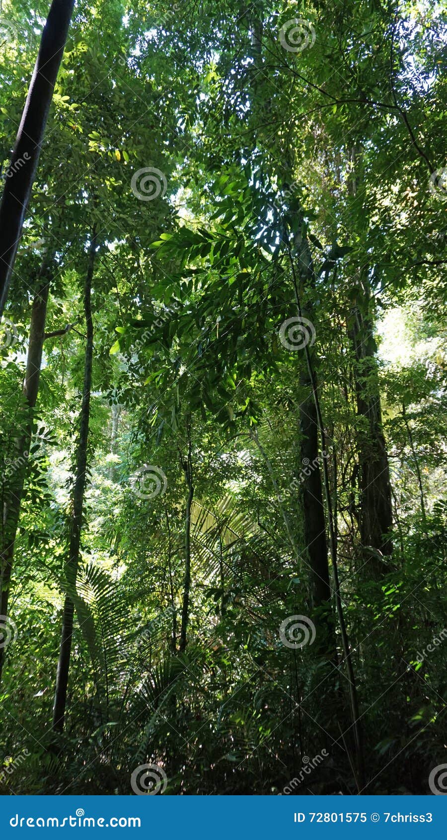 Untouched rainforest stock image. Image of outdoors, landscape - 72801575