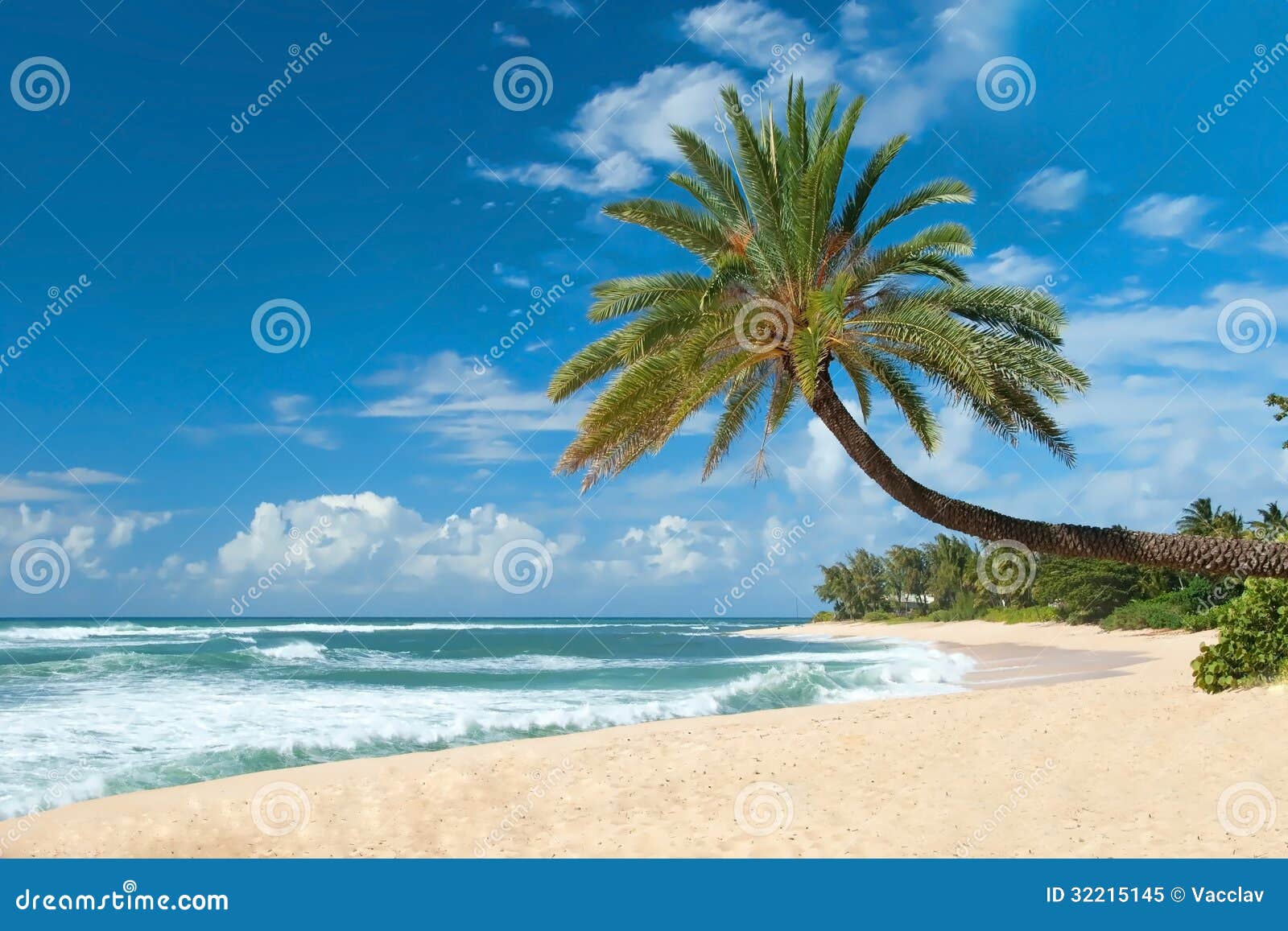 untouched sandy beach with palms trees and azure ocean