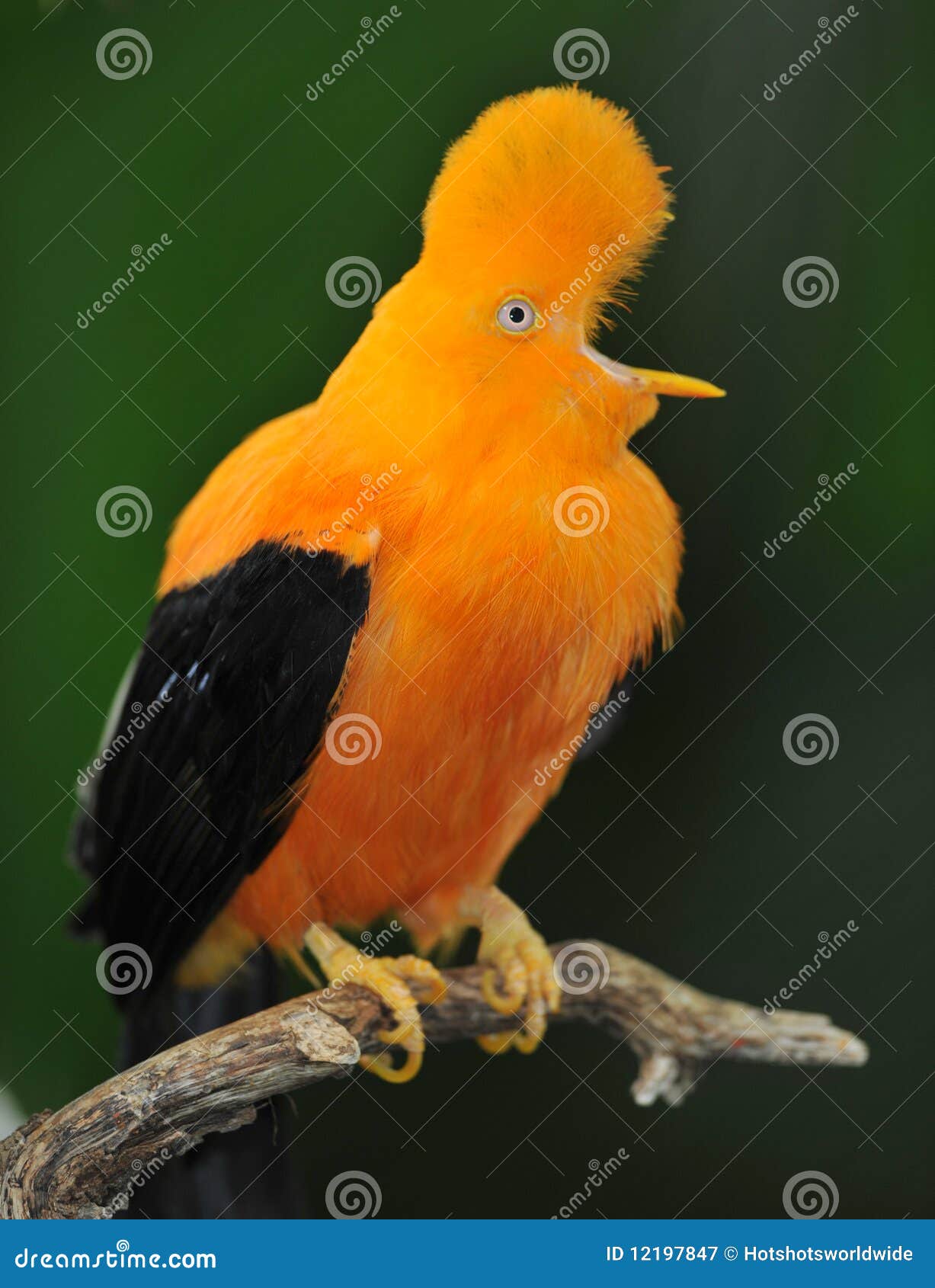 unusual andean of the rock bird