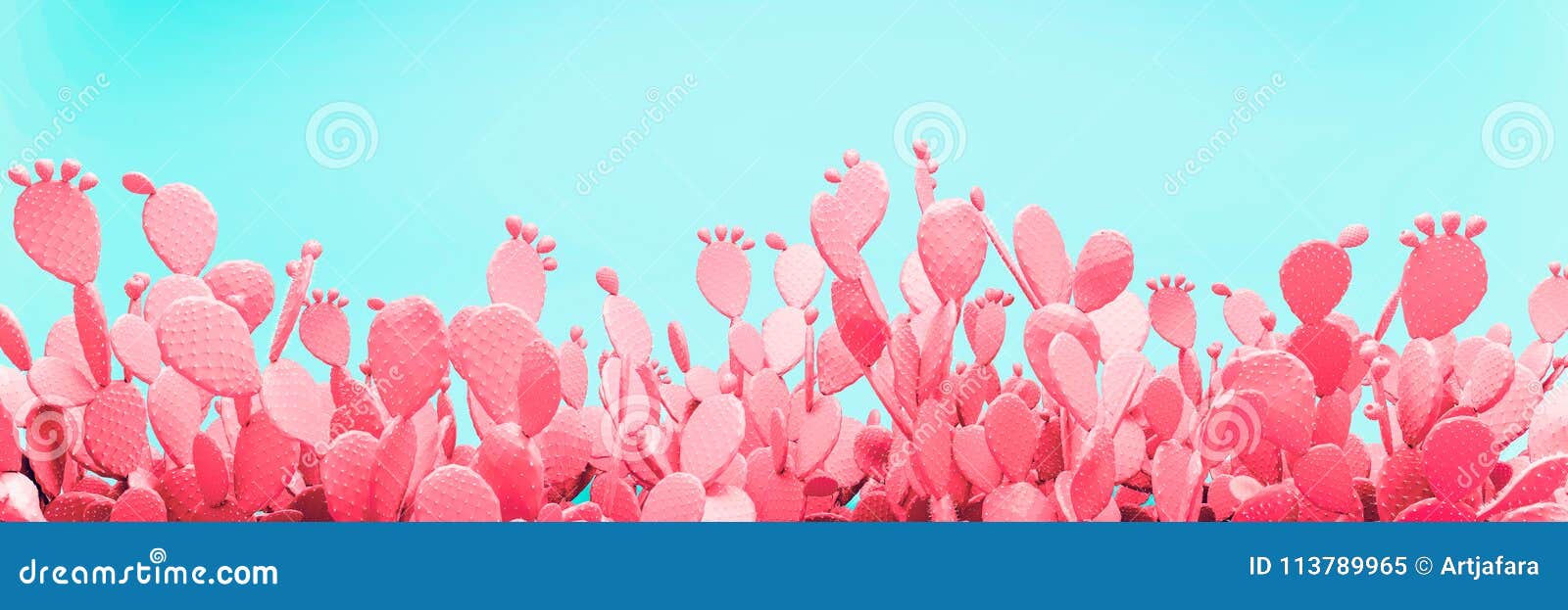 unusual blue cactus field on pink background