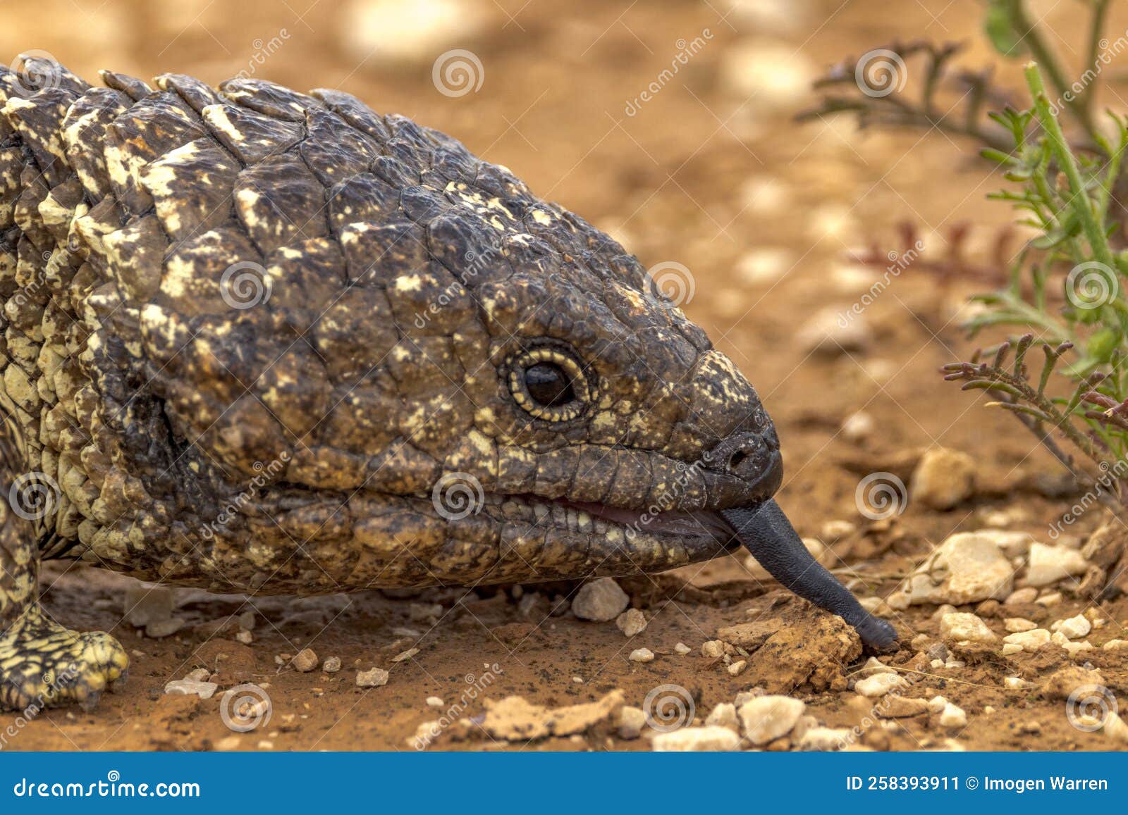 shingle-backed lizard in south australia