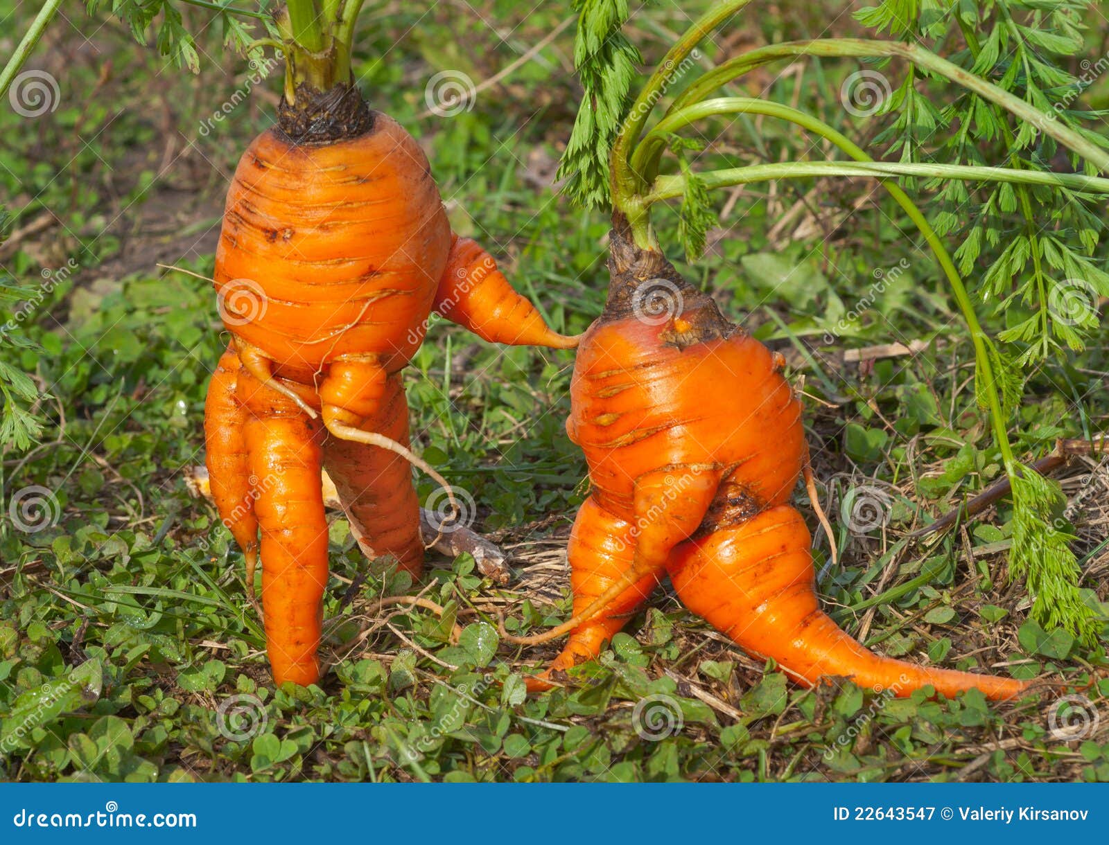 Unusual carrots 7 stock image. Image of figurine, outdoor 22643547