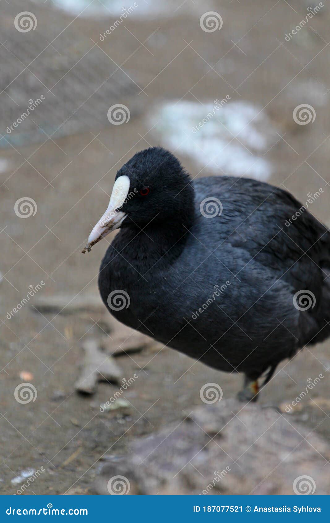 Unusual Dark Duck with White Beak Stock Image Image of observing