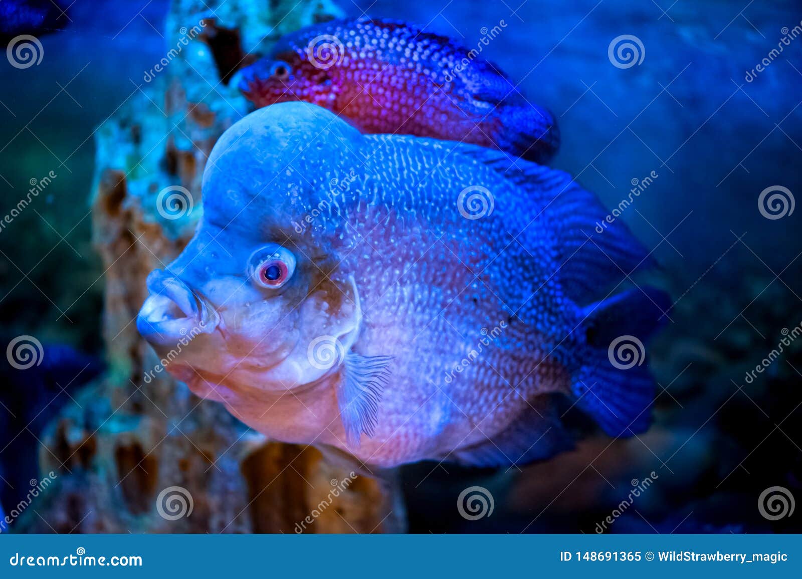 Unusual Flower Horn Fish Macro in a Blue Stock Image Image of cichlid