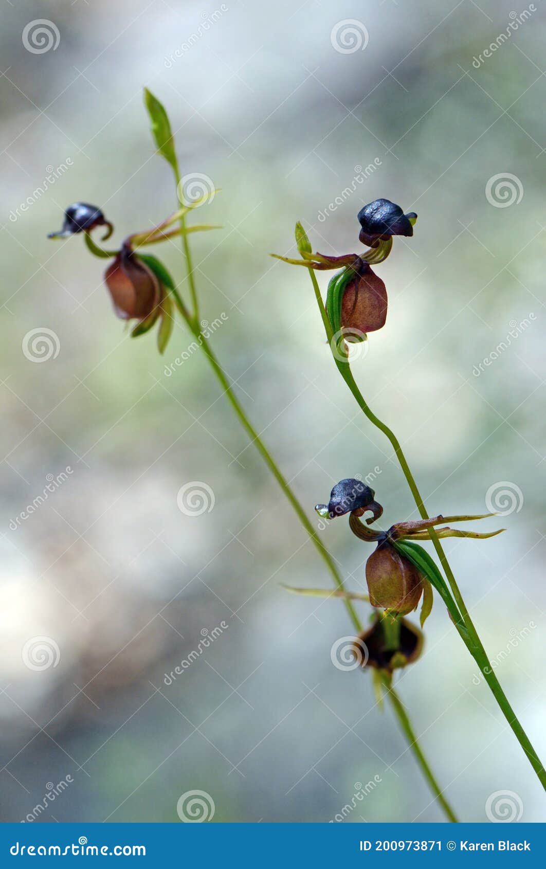 Flying Duck Orchid-Rare flower seed