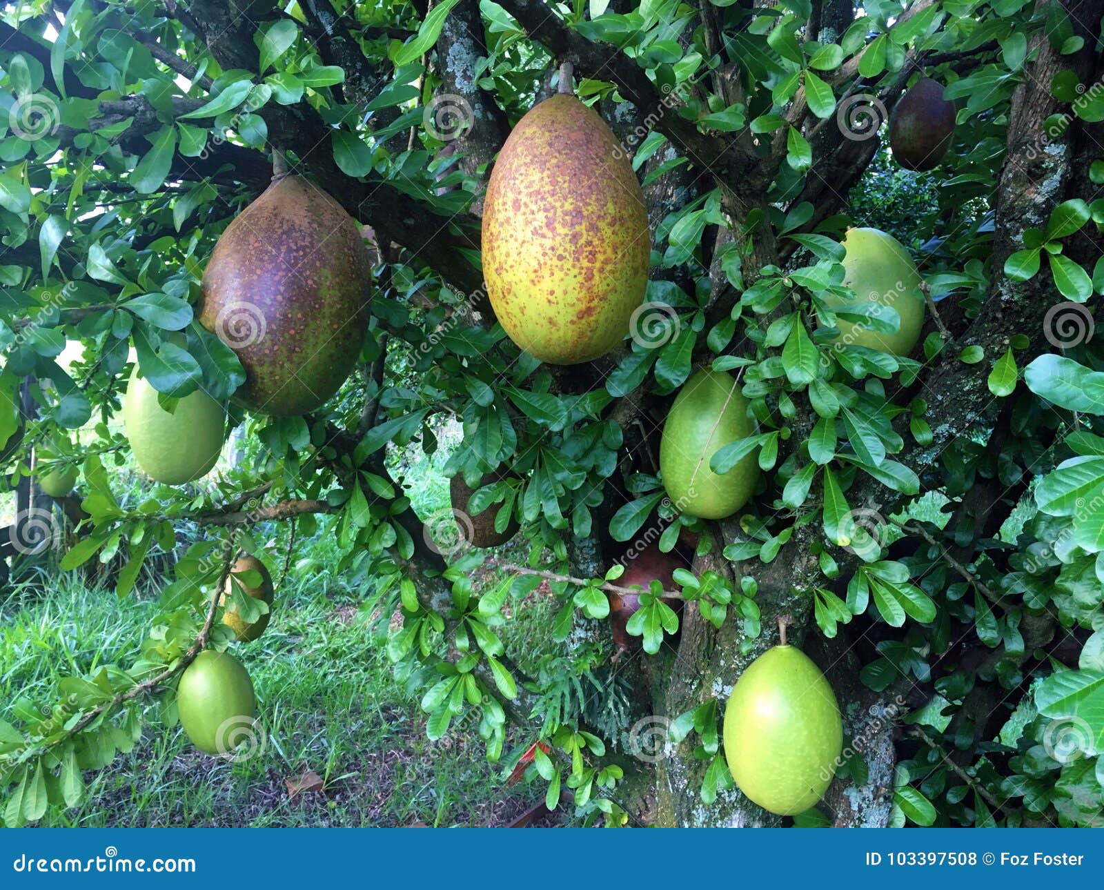 unusual gourds fazenda in sao paulo state brazil