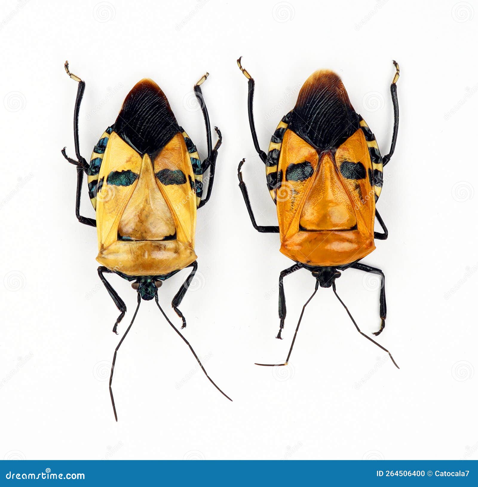 Insects Drawing Nectar From Budding Flower Royalty-Free Stock