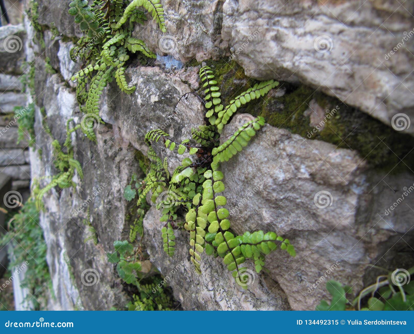 Unusual Interesting Plants Grow on the Stone Wall of the House Stock