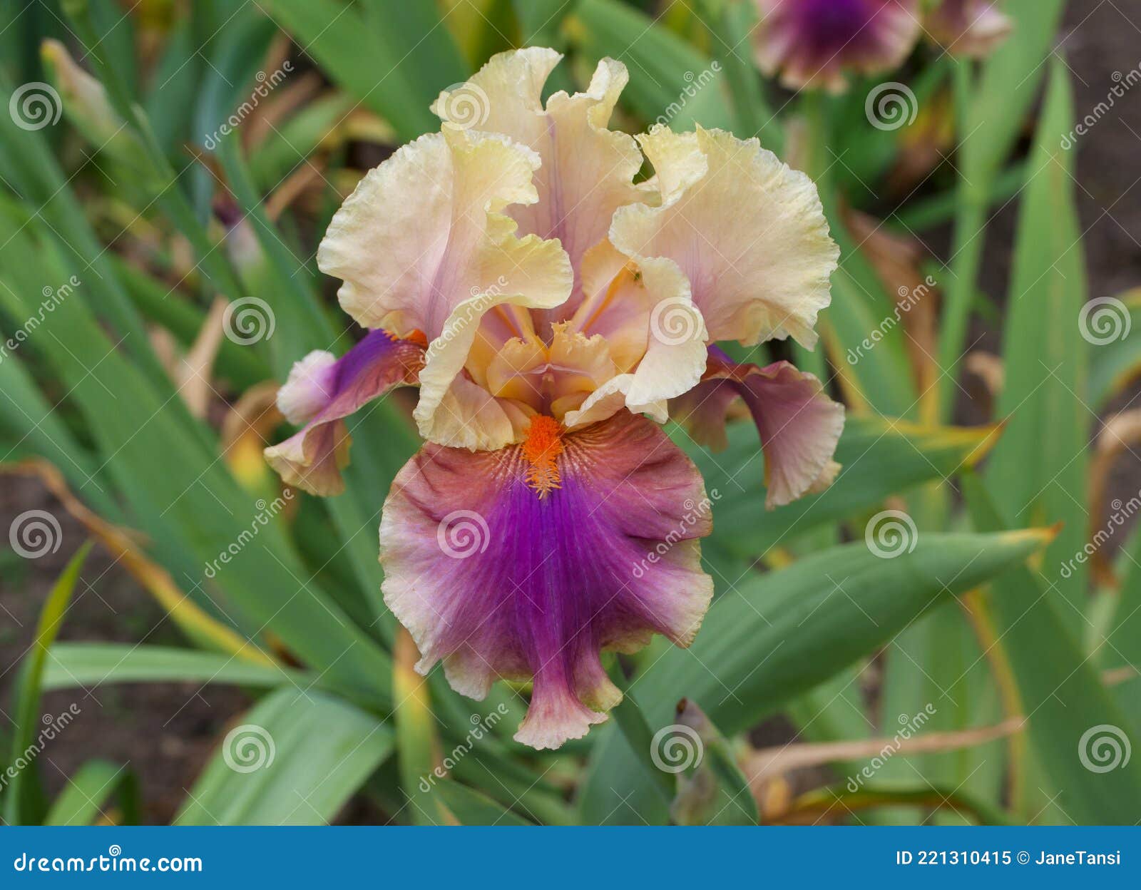 unusual iris bloom in contrasting shades of manilla, purple and orange